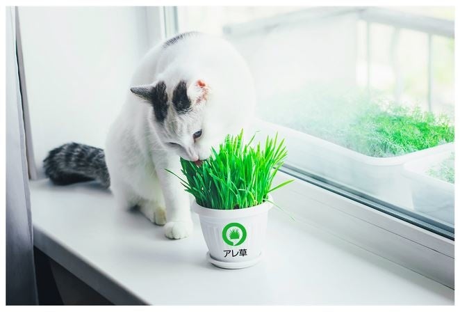 猫ちゃんとも仲良し。ペットがいても安心です。