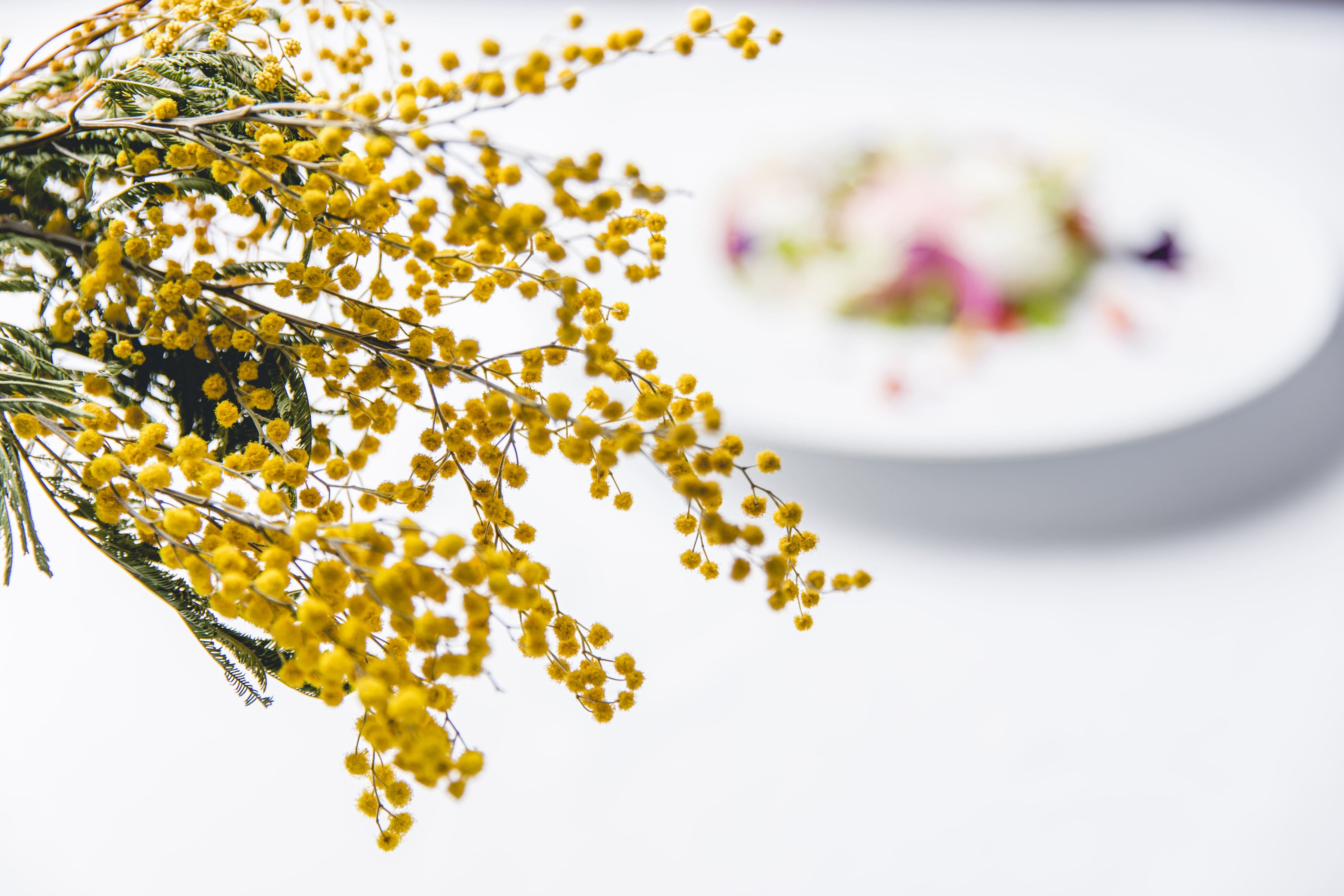 ミモザの花とランチメニュー／イメージ