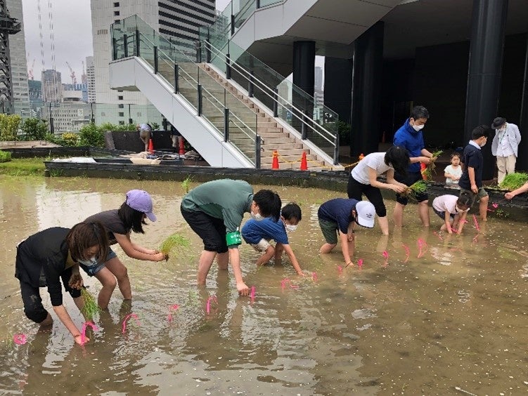 水田の景での田植えと稲刈り体験