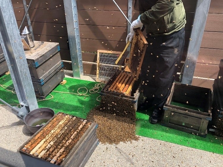 蜂の景での養蜂見学と採蜜体験