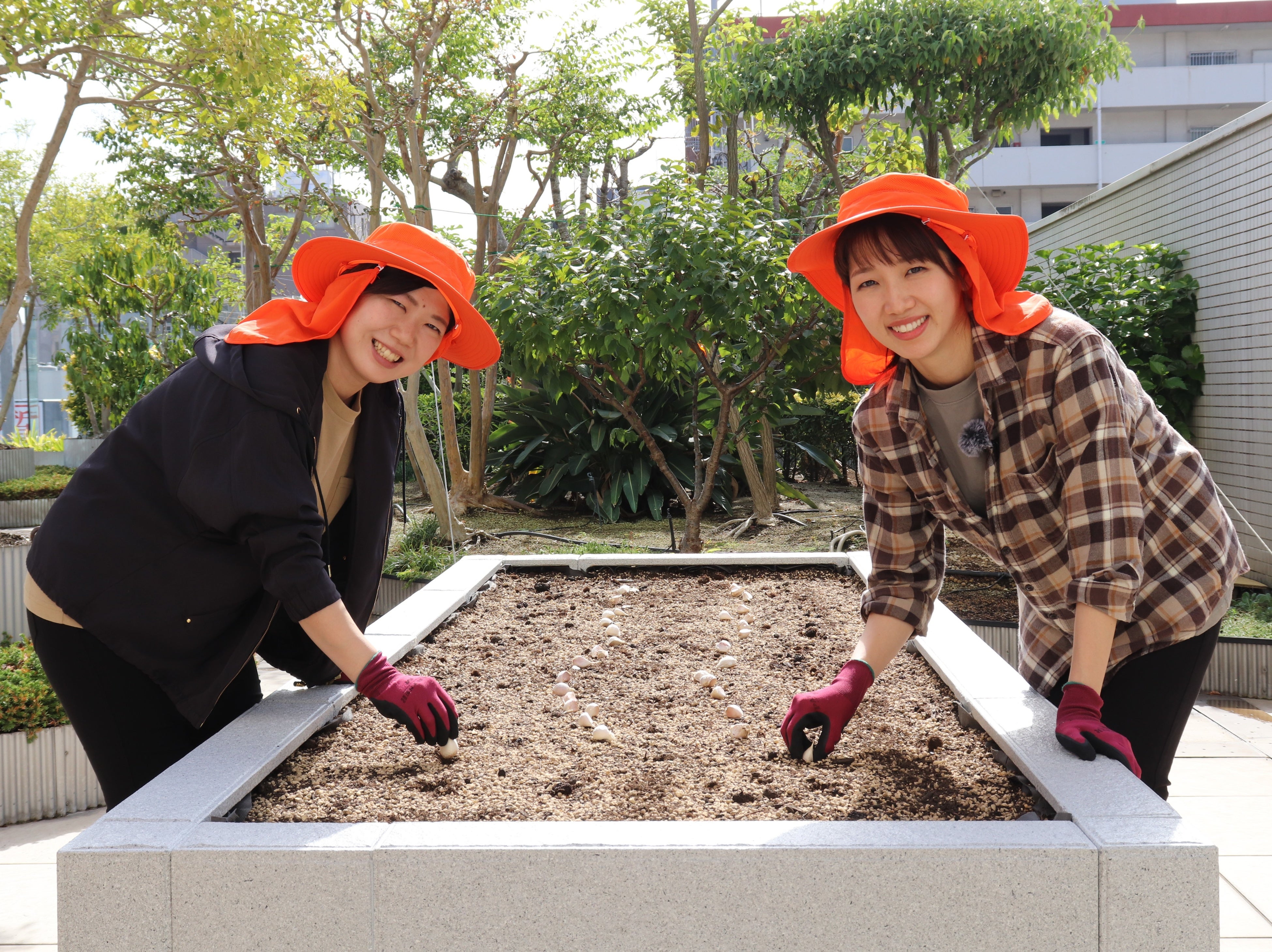 ▲「にんにく王」の種を植え付ける健康家族のスタッフ