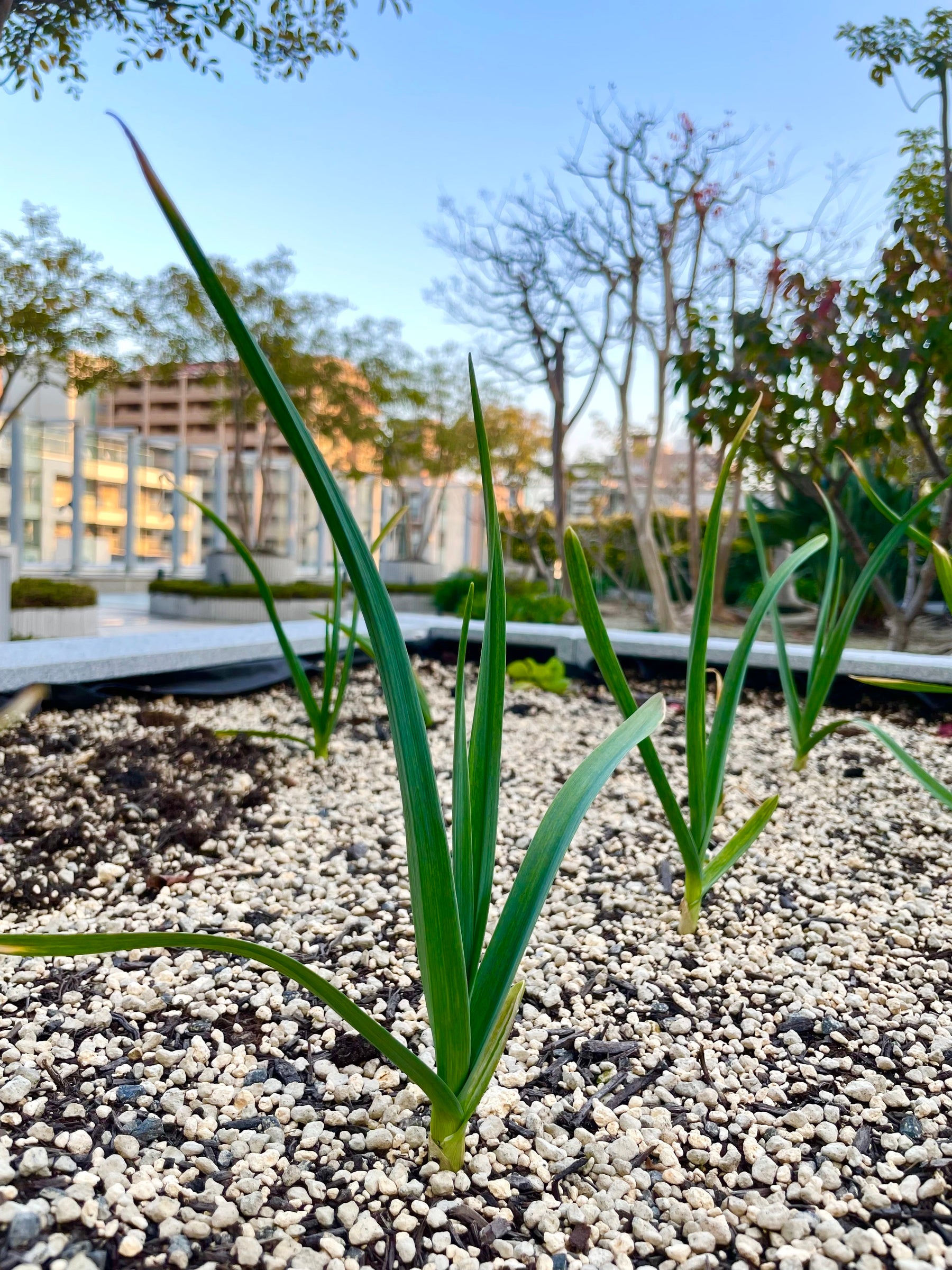 ▲すくすく成長している「にんにく王」