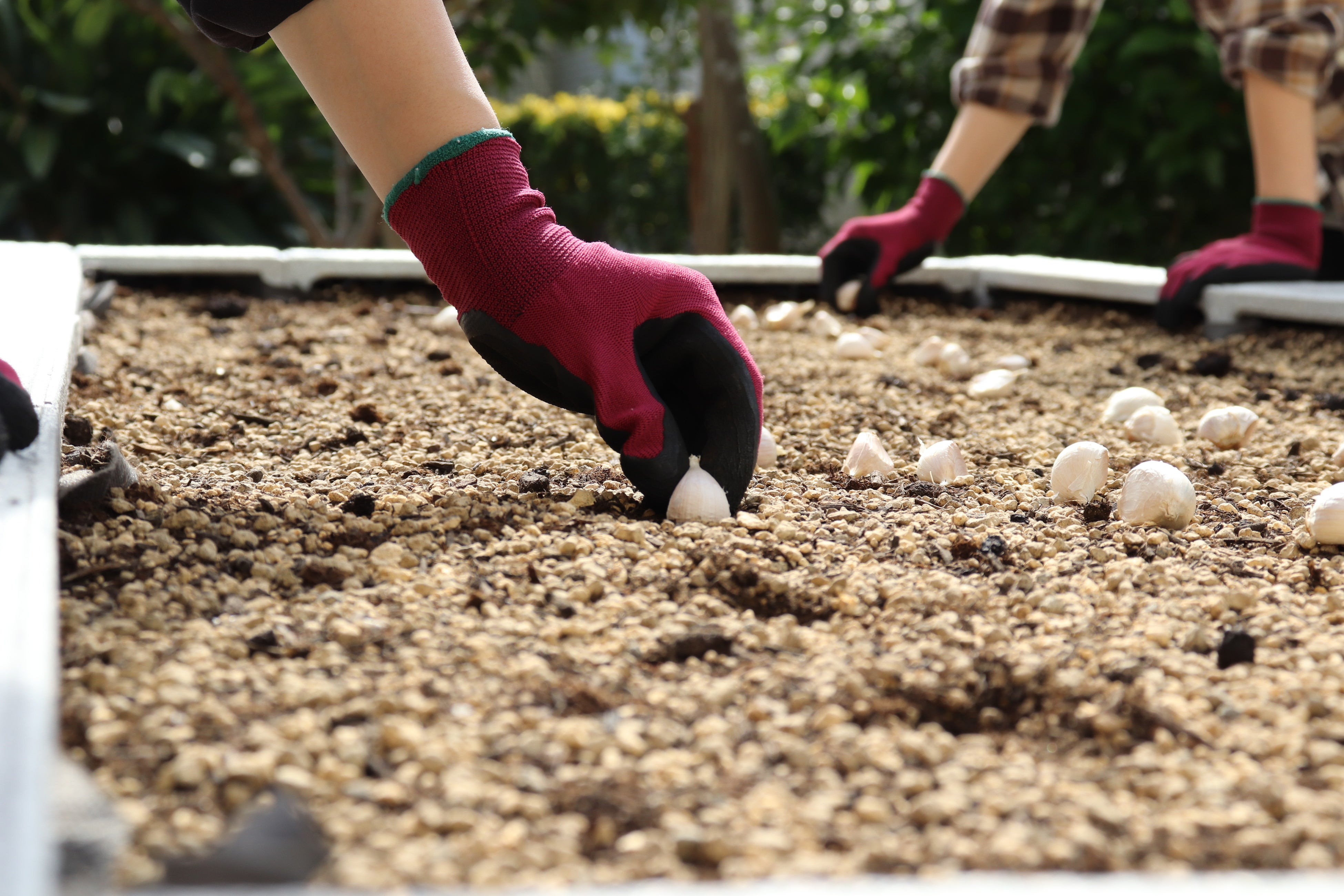 ▲「社内情熱にんにく畑」に植え付けられる「にんにく王」