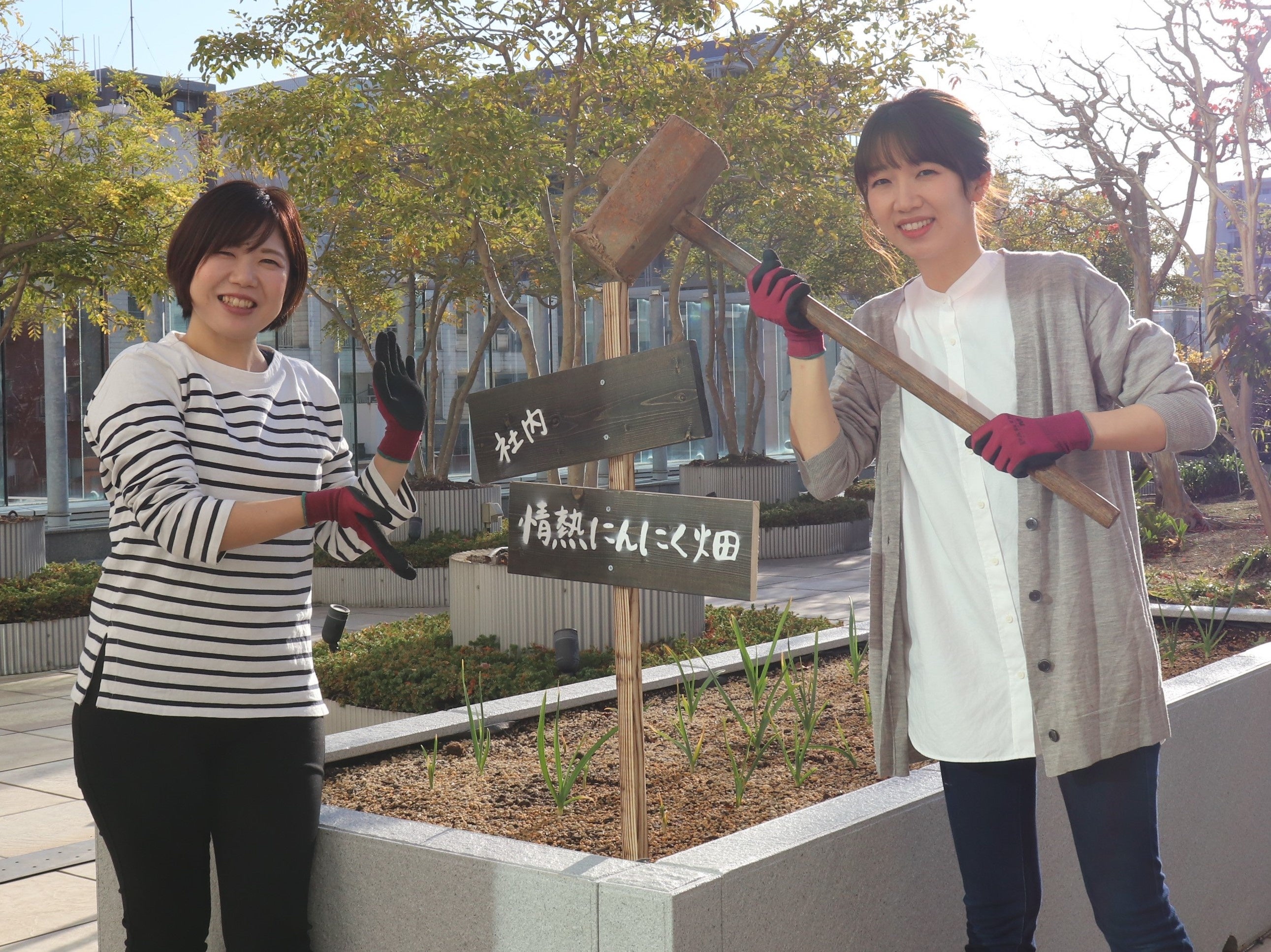 ▲健康家族本社ビルの屋上庭園にあるにんにく畑
