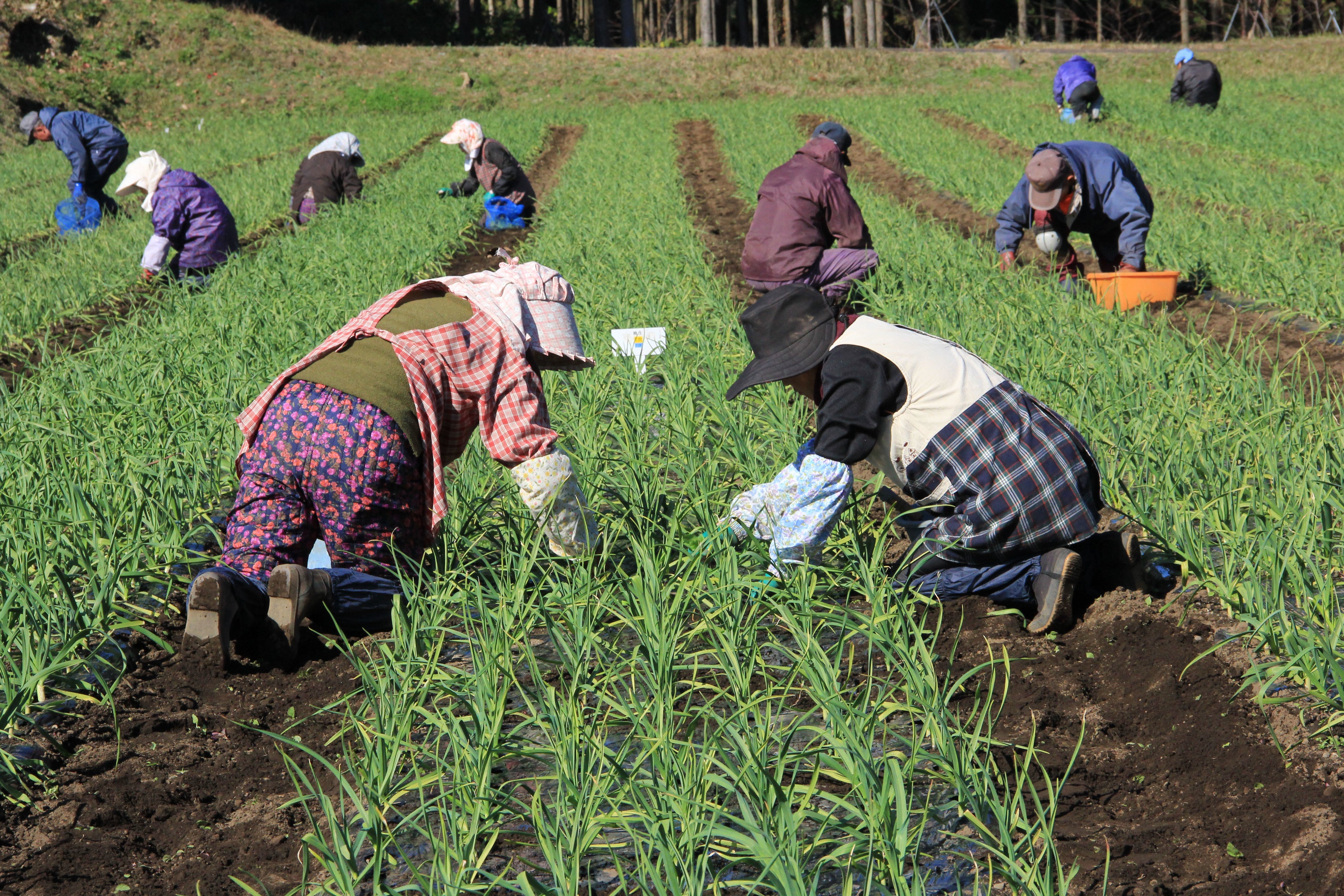 ▲除草も手作業。365日にんにくの有機栽培に愛と情熱を注ぎ続ける