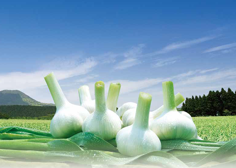 ▲「本多荘輔の情熱にんにく畑」で収穫された「にんにく王」