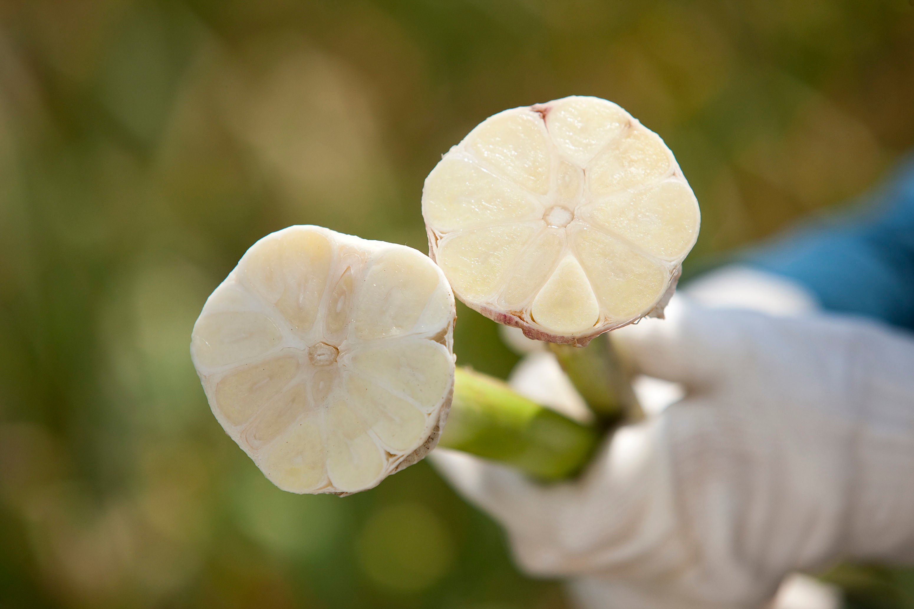 ▲穫れたて生の状態のフレッシュにんにくは、鮮度が違う
