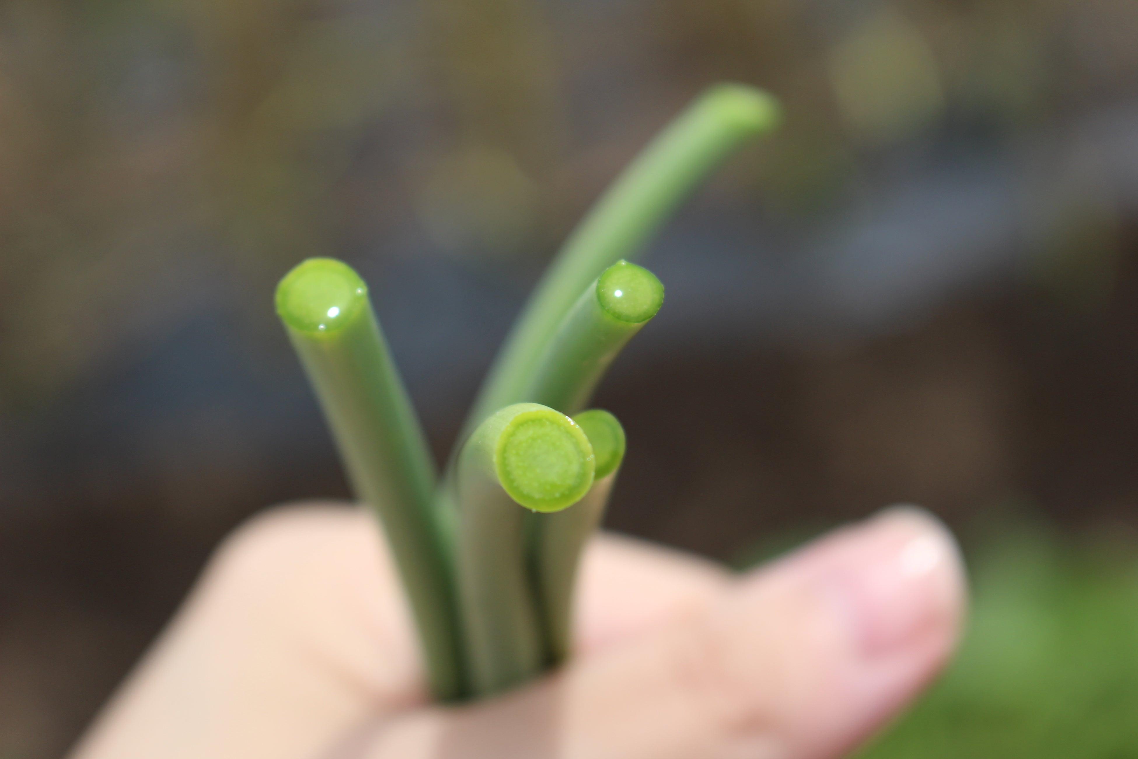 ▲摘みたてのにんにくの芽を切ると、断面からエキスが染み出す