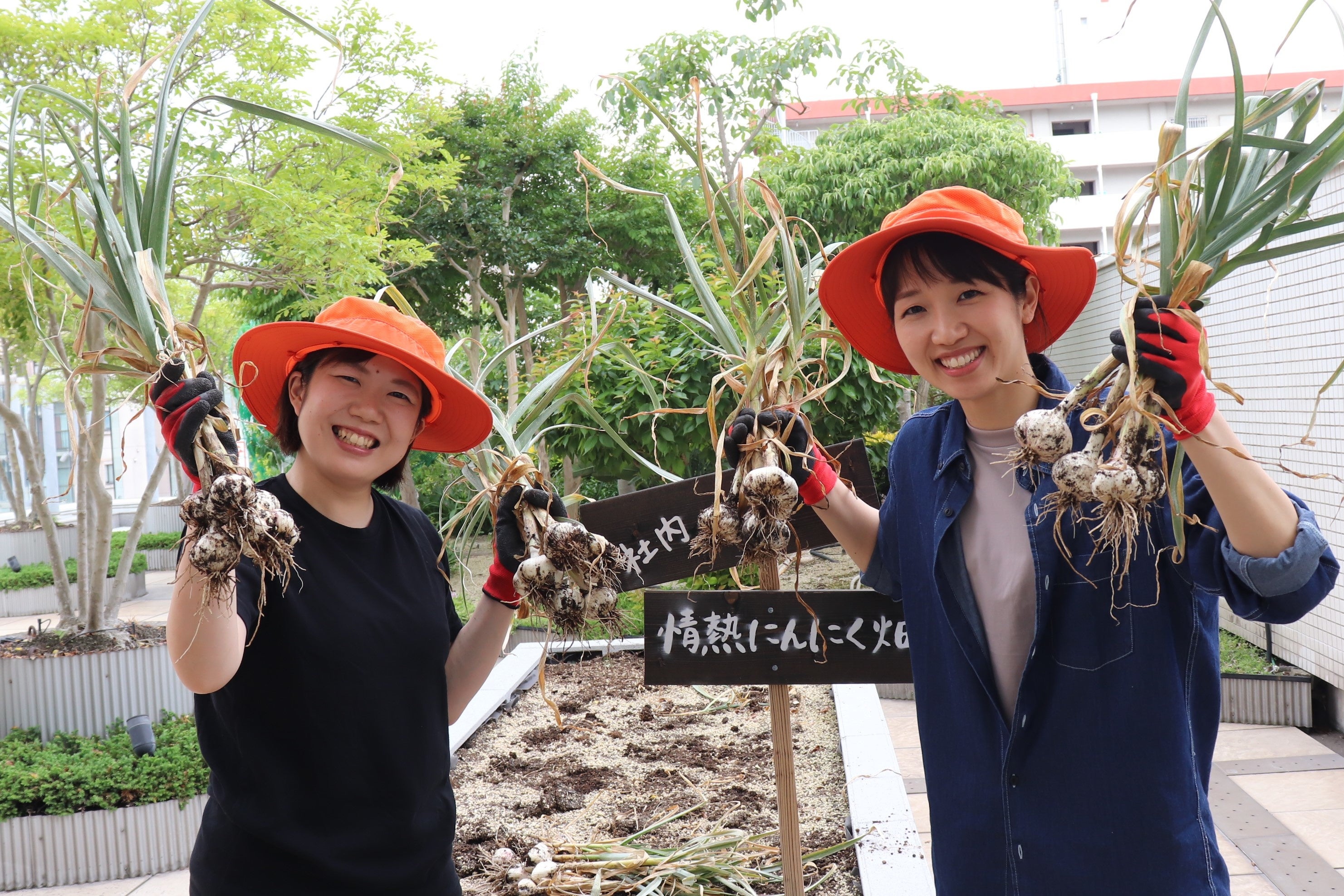 ▲「社内情熱にんにく畑」でも有機にんにくの収穫を行った