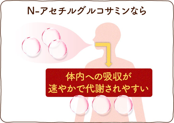 ▲「N-アセチルグルコサミン」は吸収率の高い注目の成分