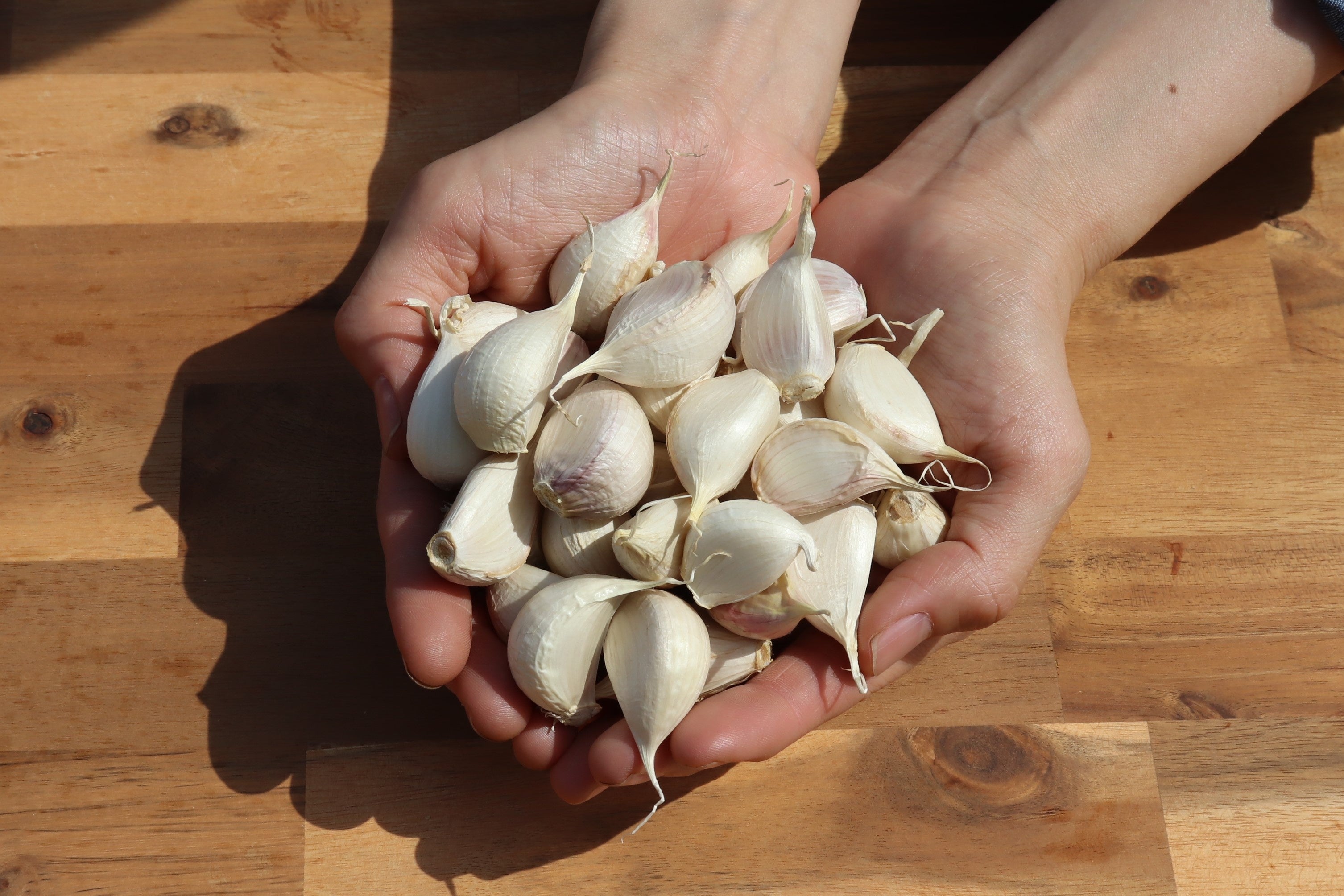 ▲本多荘輔の情熱にんにく畑で栽培された＜有機にんにく王の種＞
