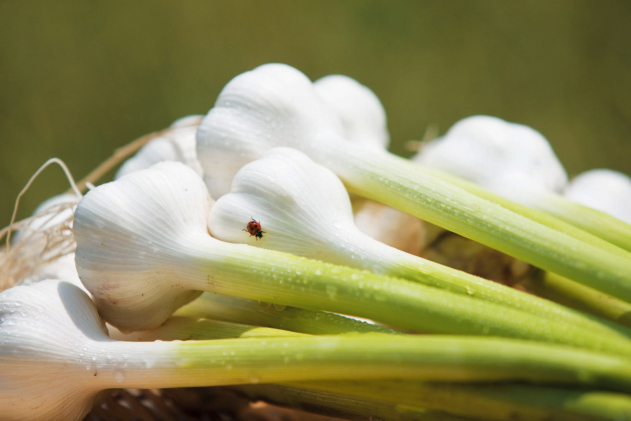 ▲健康家族オリジナルブランド「にんにく王」
