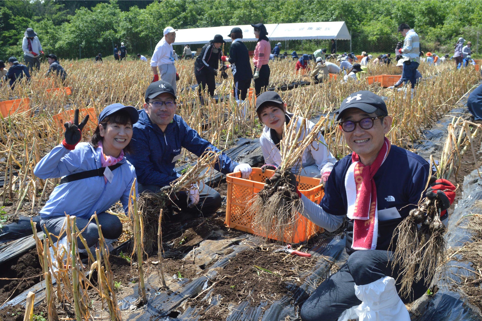 4年ぶりの開催!「本多荘輔の情熱にんにく畑」でにんにく収穫祭 <伝統にんにく卵黄>でおなじみの健康家族 | 株式会社健康家族のプレスリリース