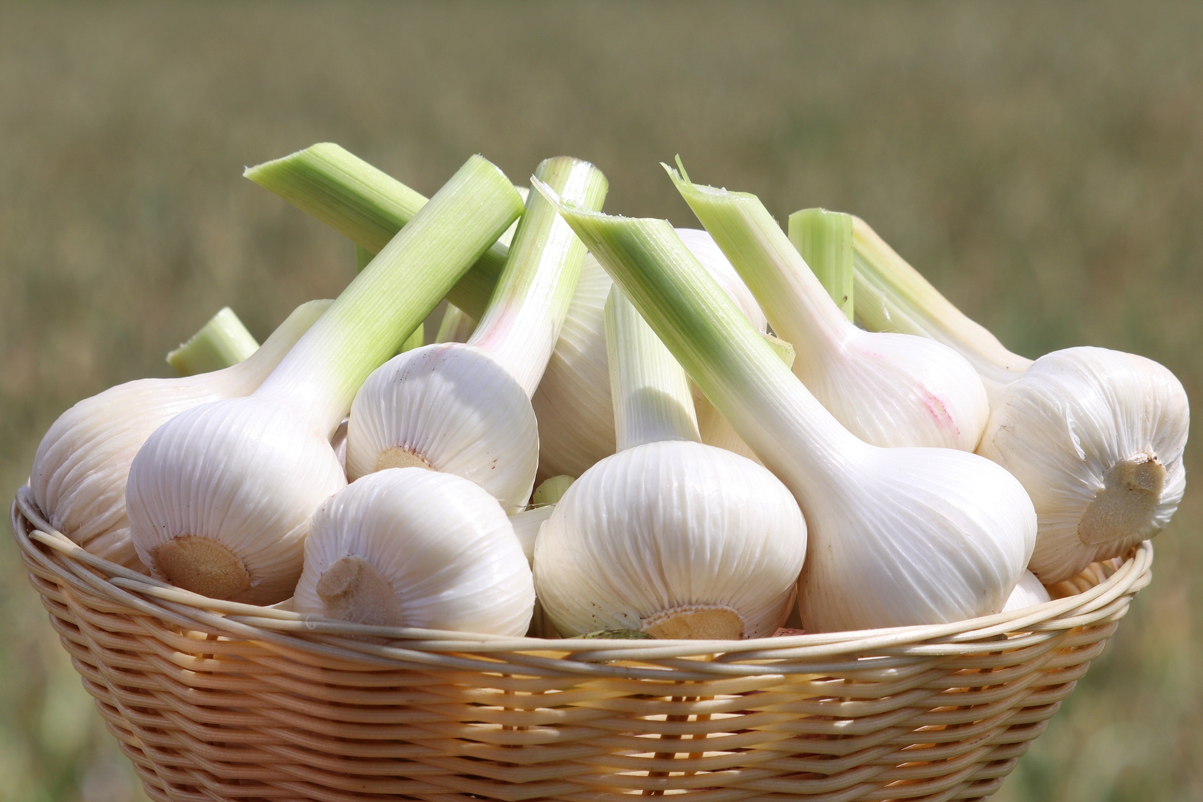 ▲健康家族のオリジナルブランド有機「にんにく王」