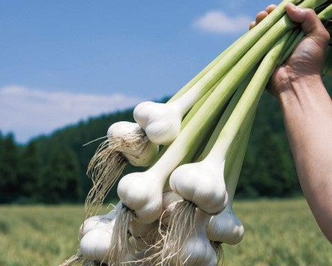 ▲健康家族オリジナルブランド有機「にんにく王」