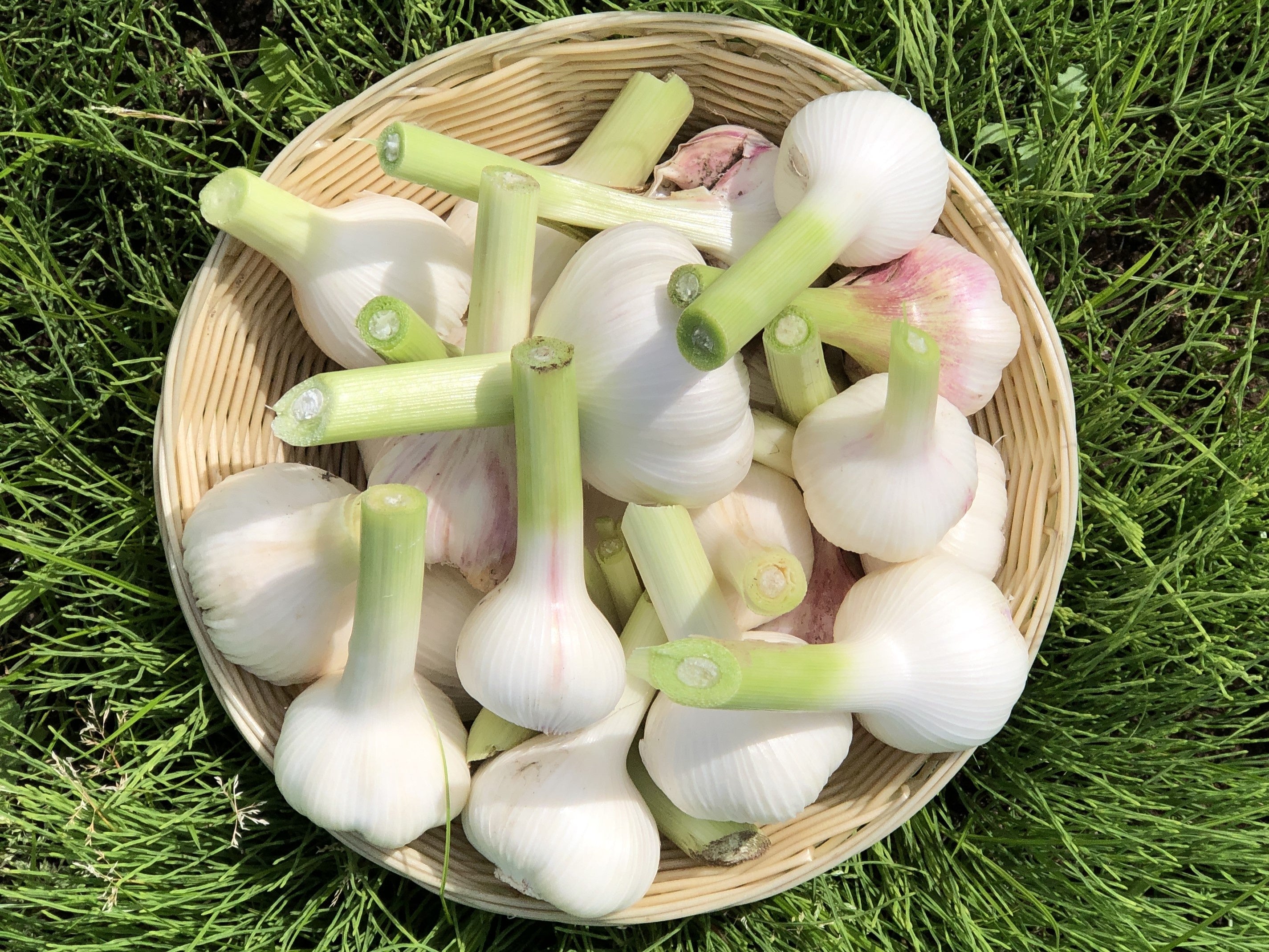 ▲健康家族オリジナルブランドの有機「にんにく王」