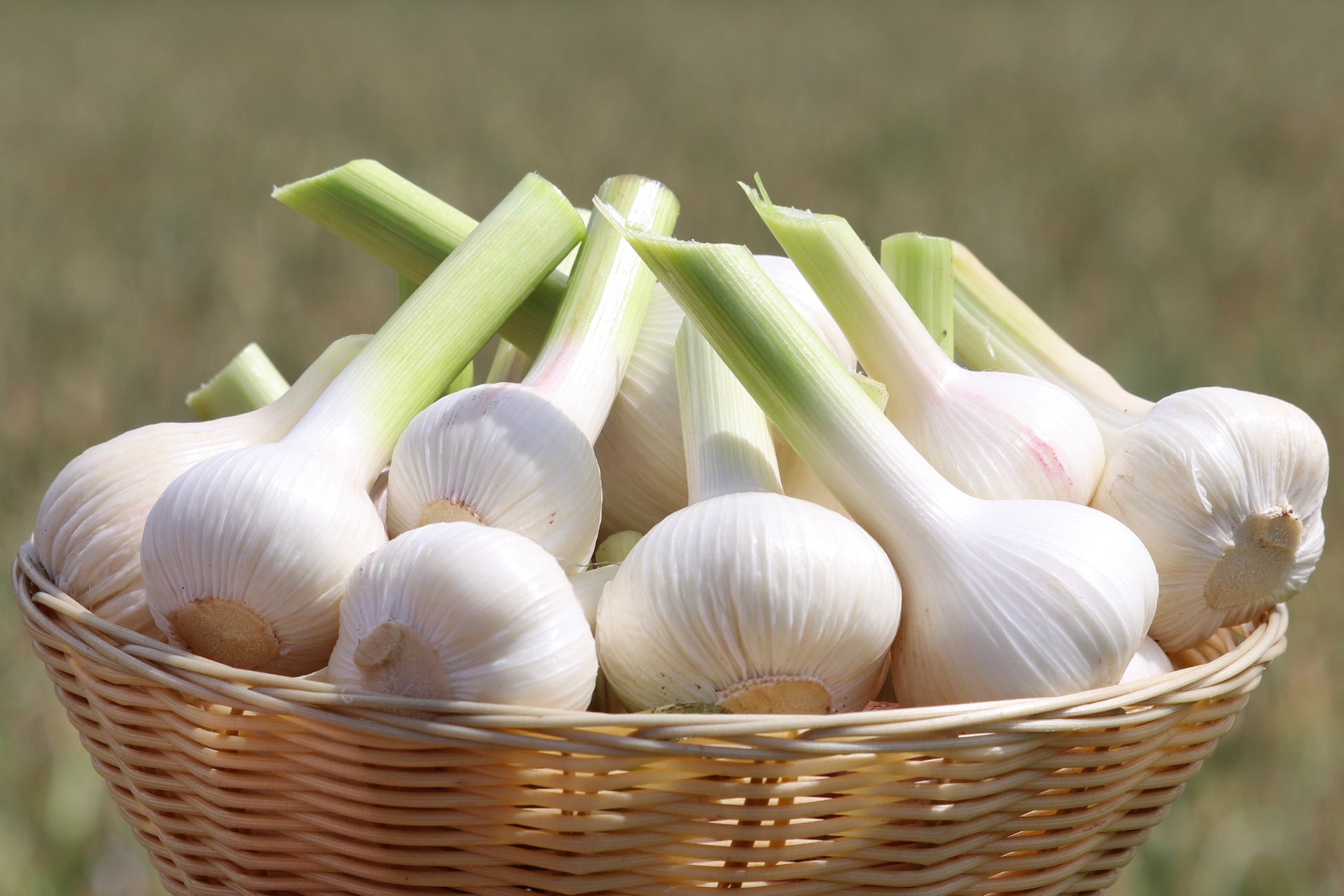 ▲健康家族オリジナルブランド有機「にんにく王」