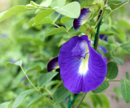 バタフライピー