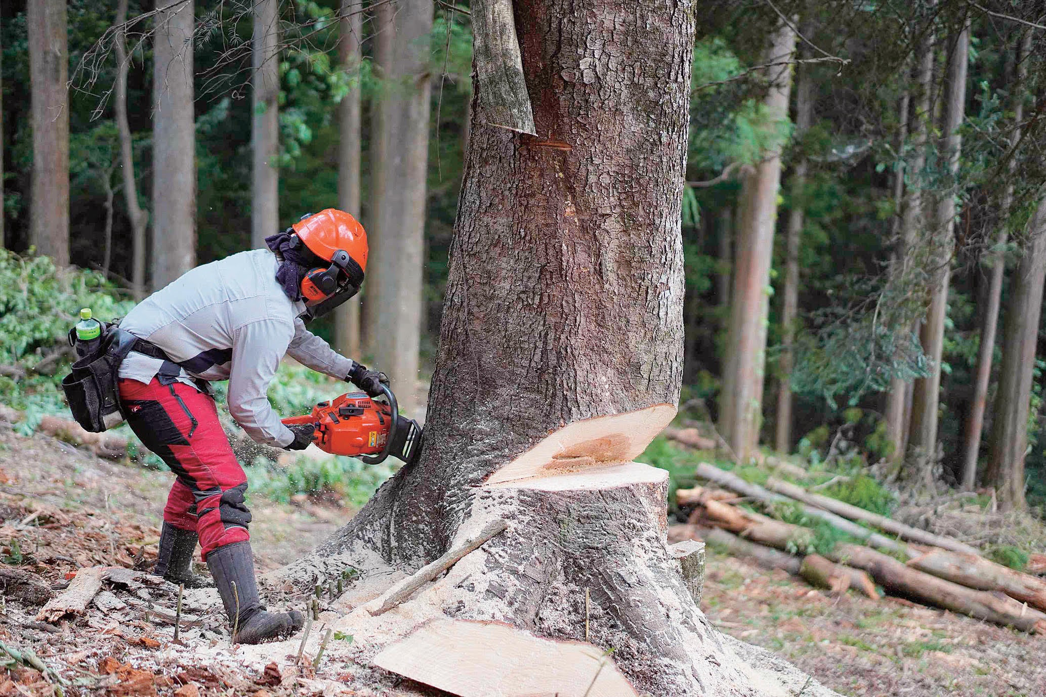 南都留で伐採される広葉樹
