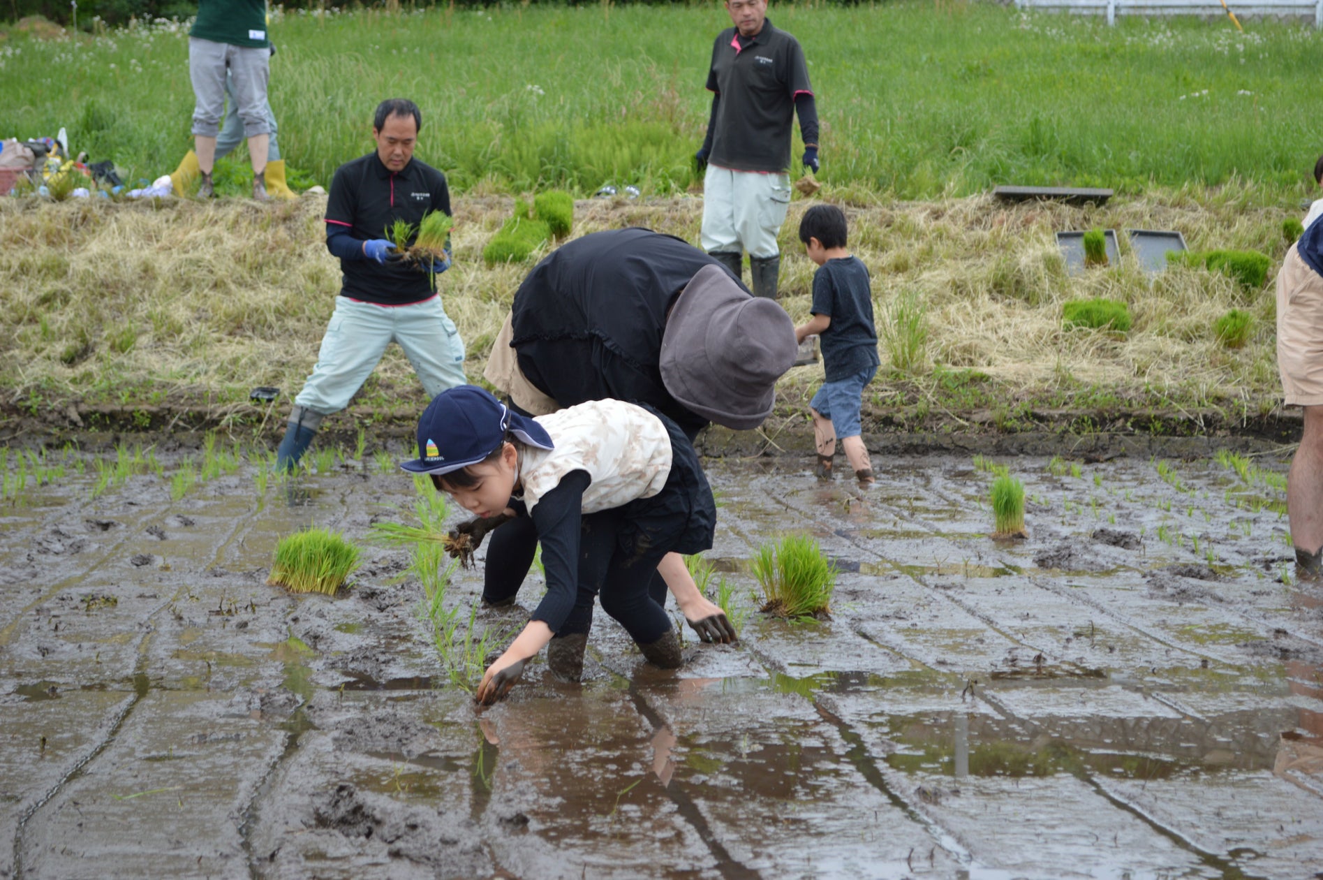 つくば市で田植え体験
