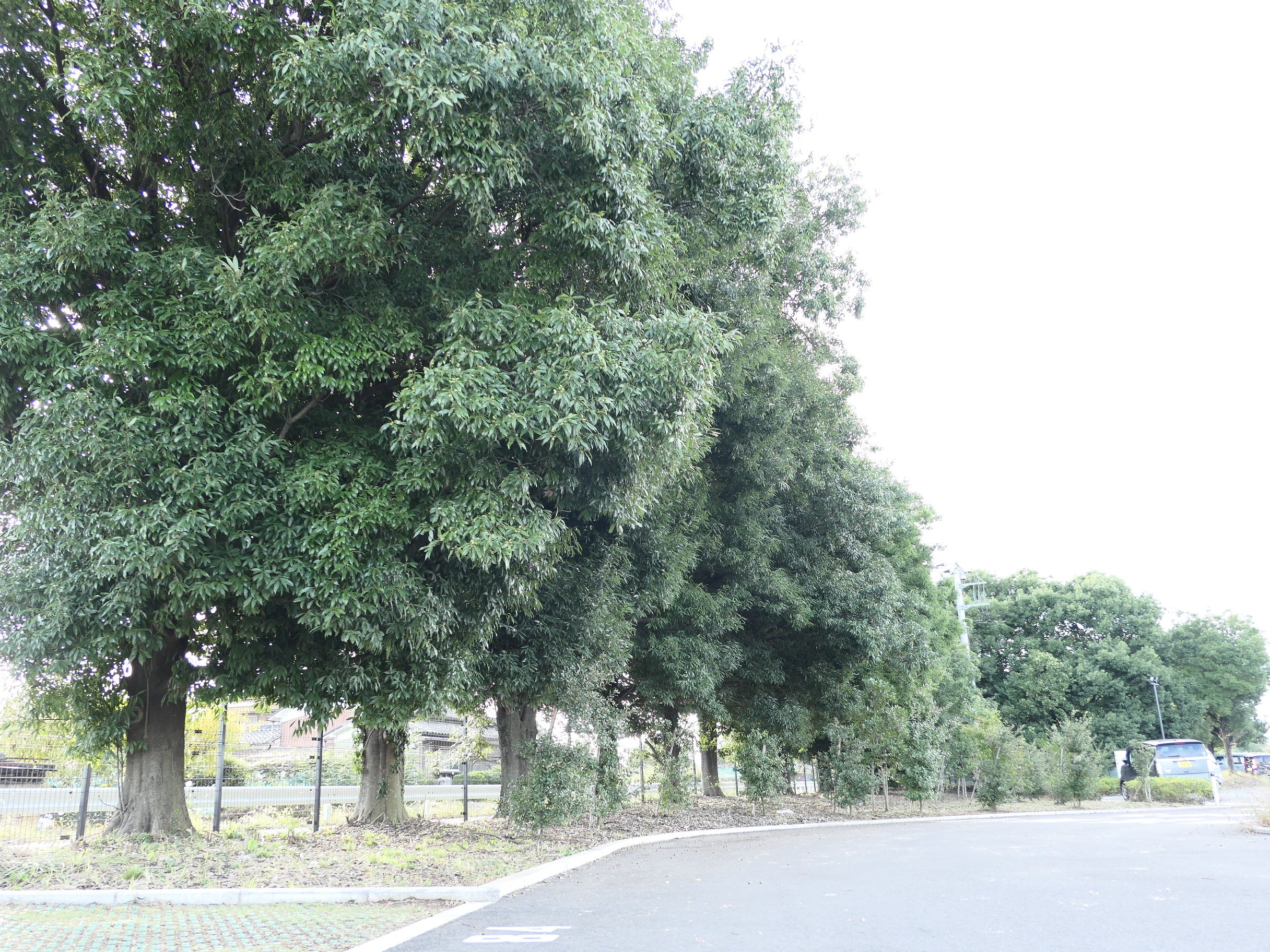 駐車場周辺は既存の樹木が多く残っています