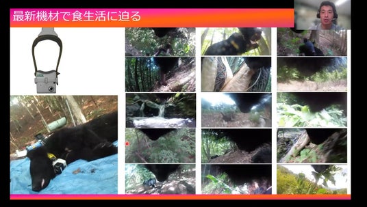 クマ出没から考えた自然環境 オンラインで45人が学んだ「正しく知り正しく恐がる」重要性〔東京〕 クマ出没から考えた自然環境 オンラインで45人が学んだ「正しく知り正しく恐がる」重要性〔東京〕