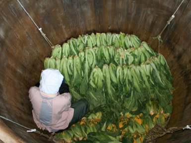 巨大な木桶に一束筒付け込まれる高菜
