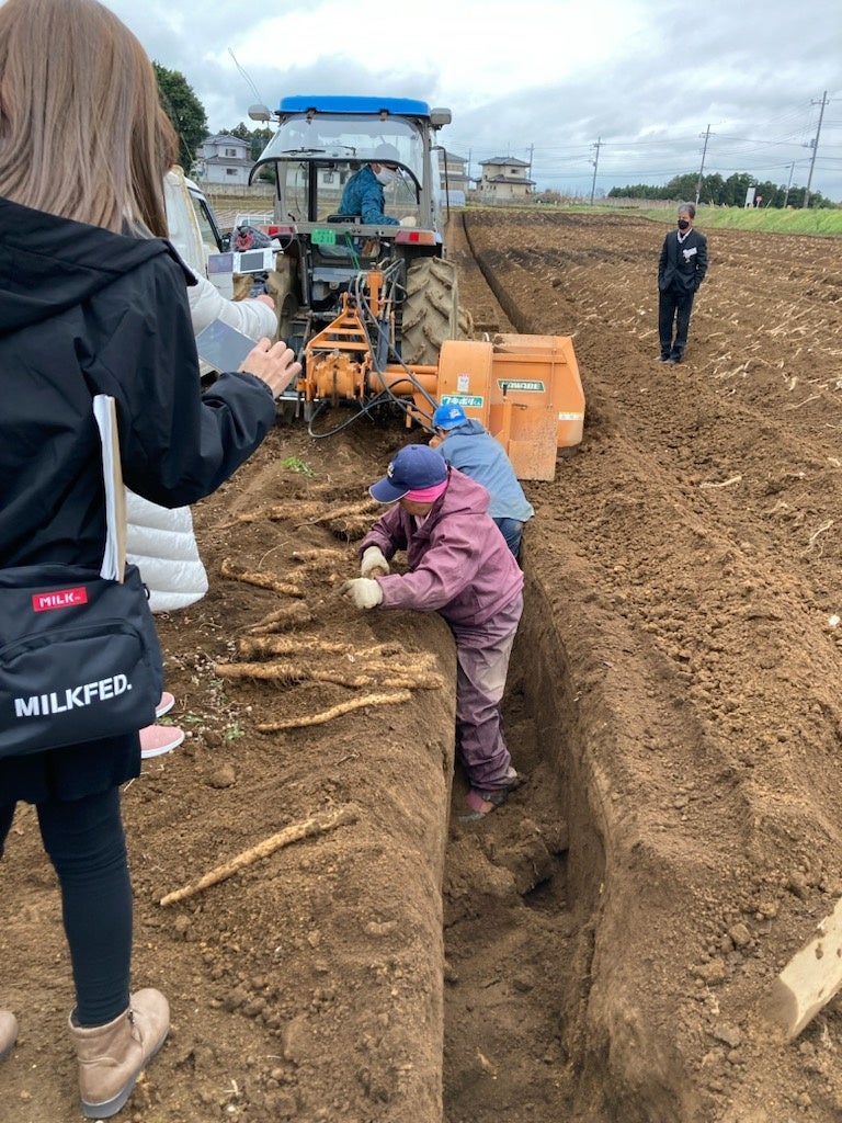 長いも収穫の様子