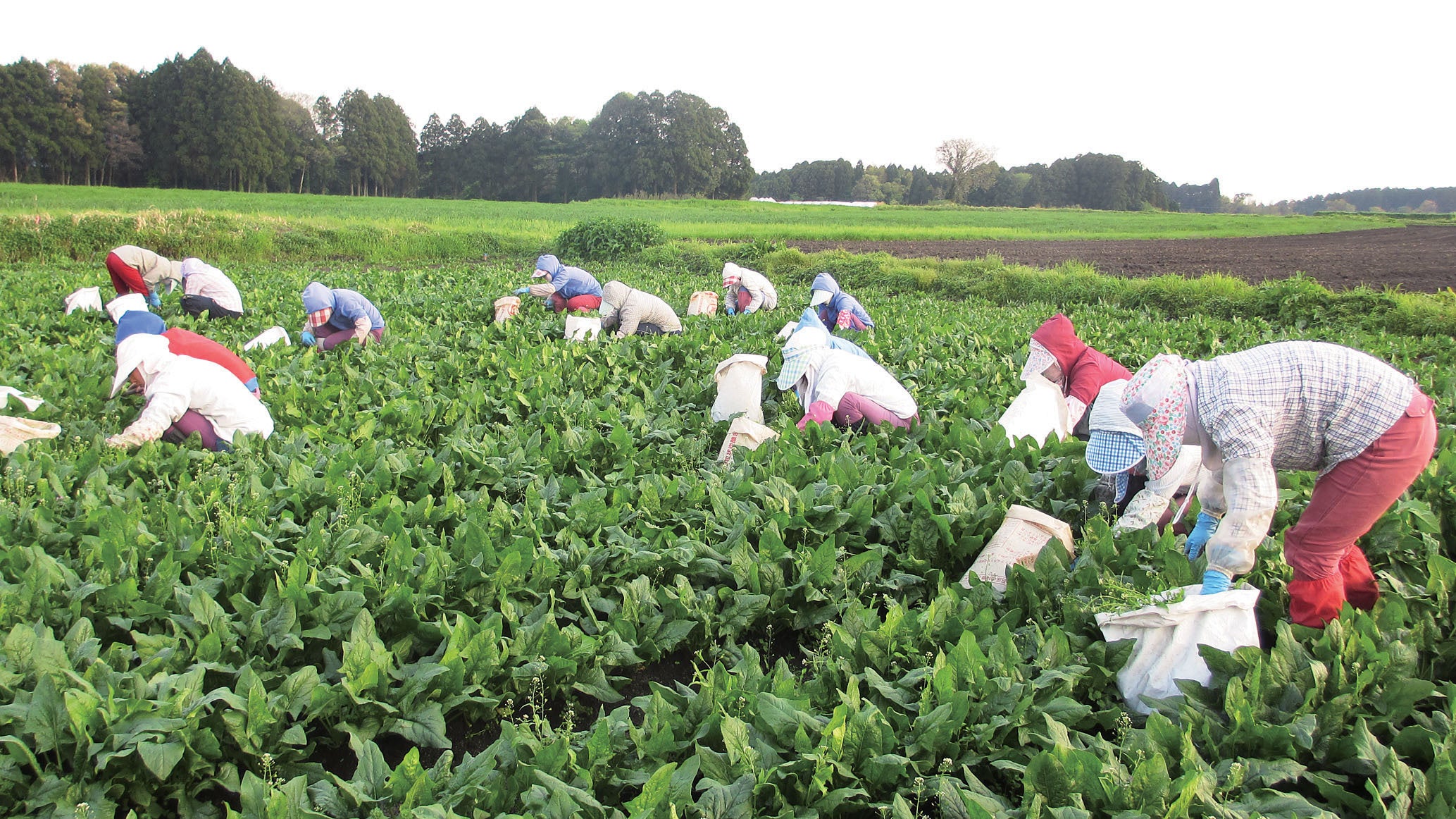 イシハラフーズのほうれん草畑では除草剤を使用せず手作業で草取りするため雇用創出にも