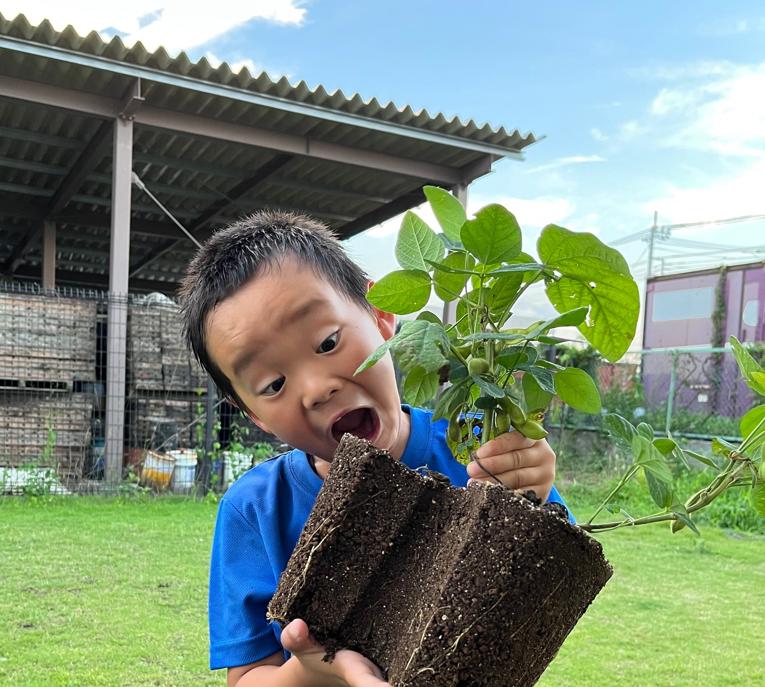 昨年度のえだまめ作り体験