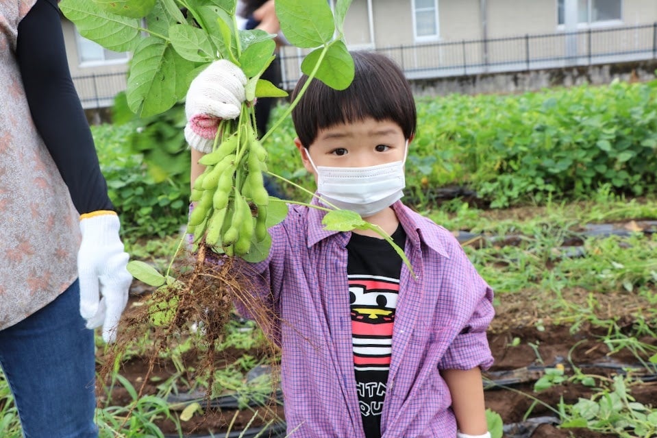 昨年も子どもたちの手で枝豆を収穫