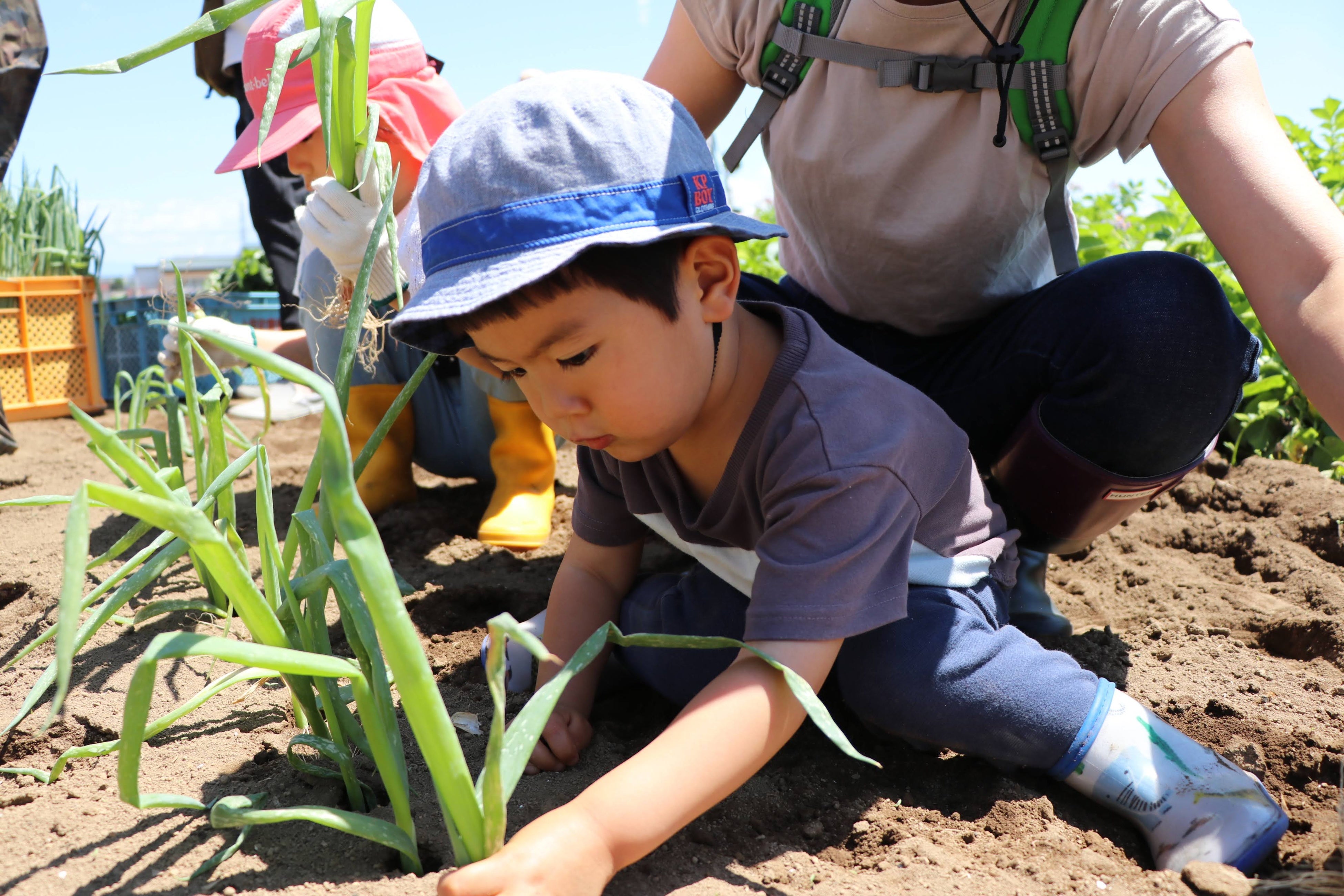 昨年の赤ネギ植え付け