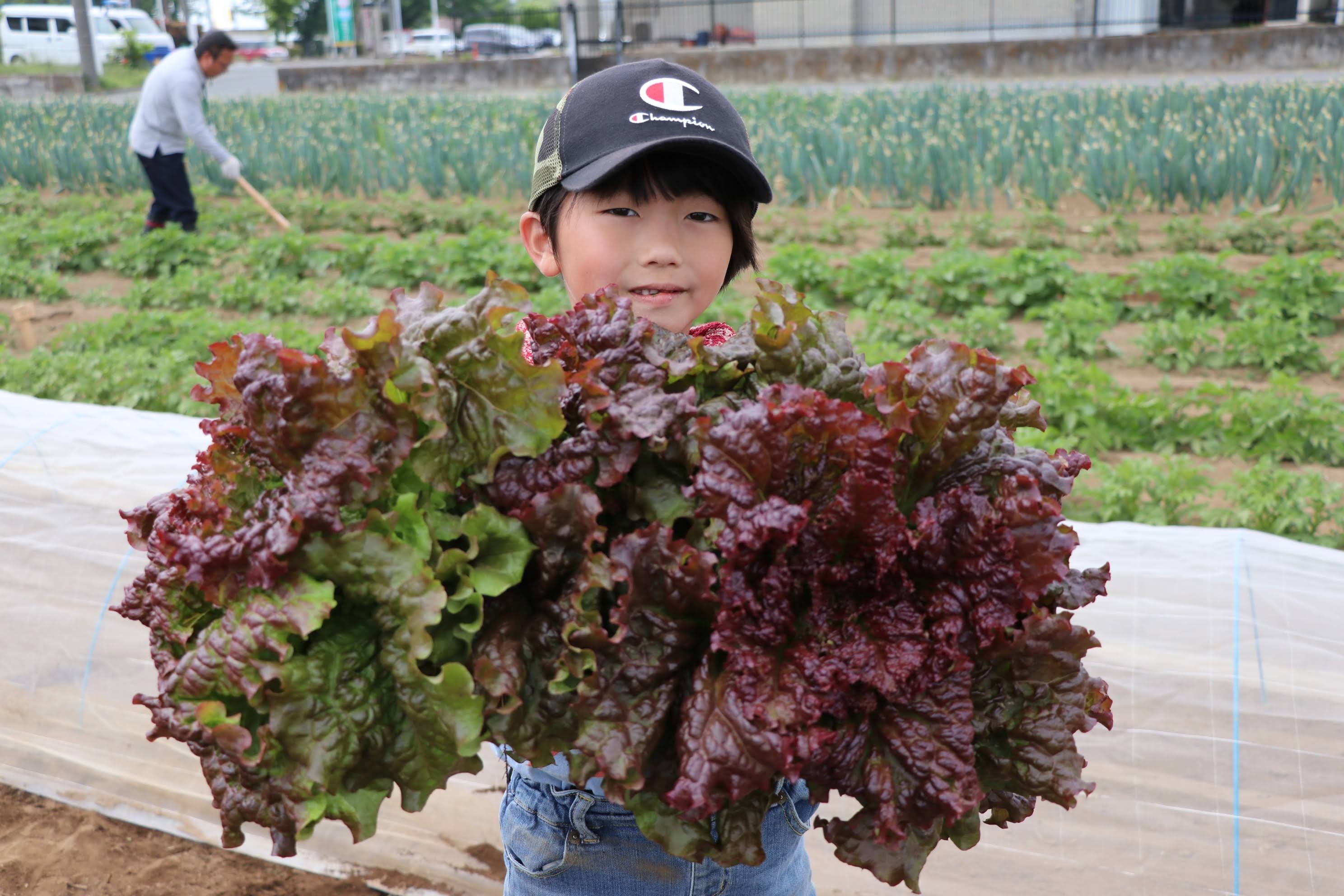 今年4月のレタス収穫