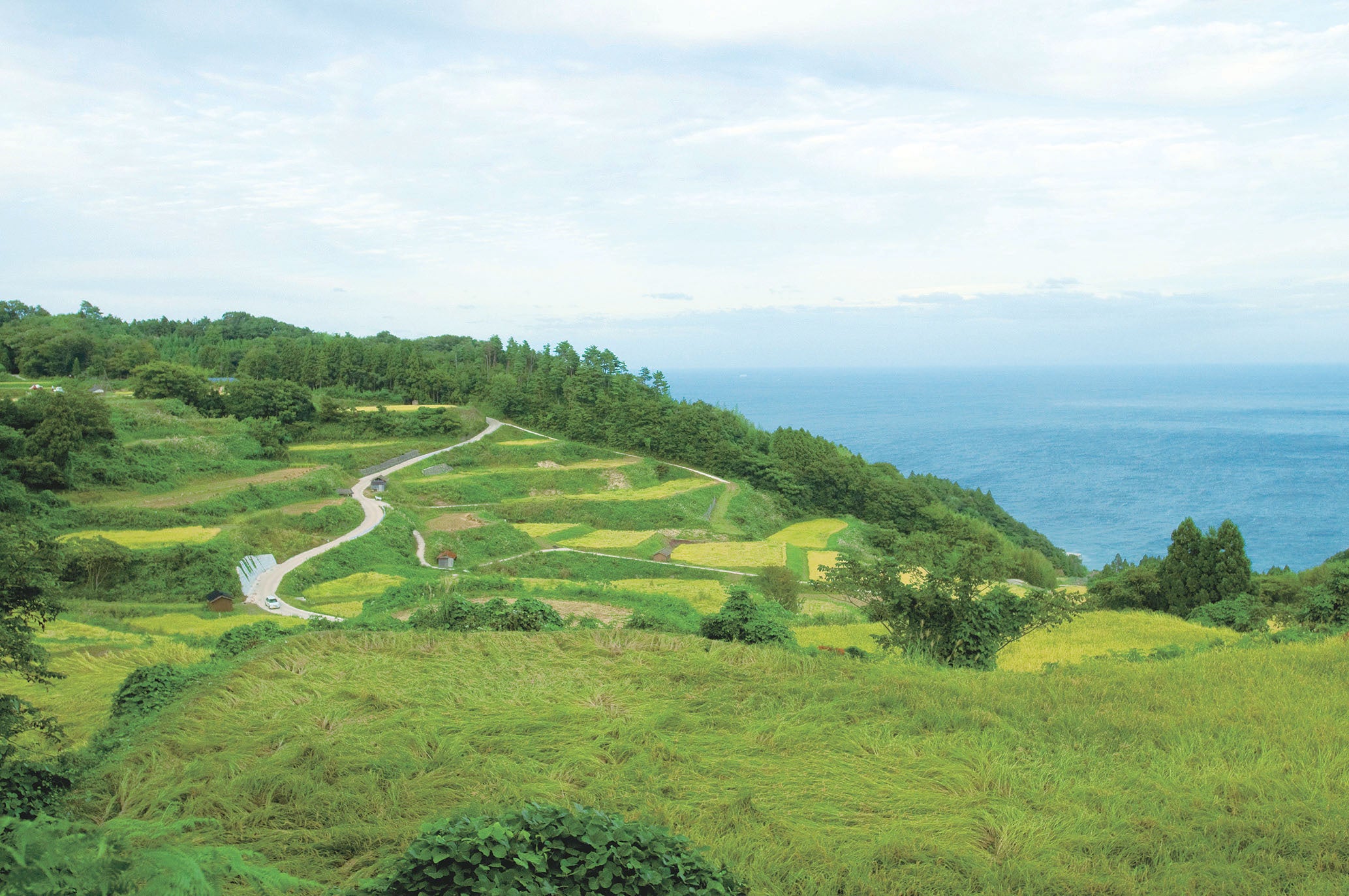 「トキを育むお米」を栽培する生産地