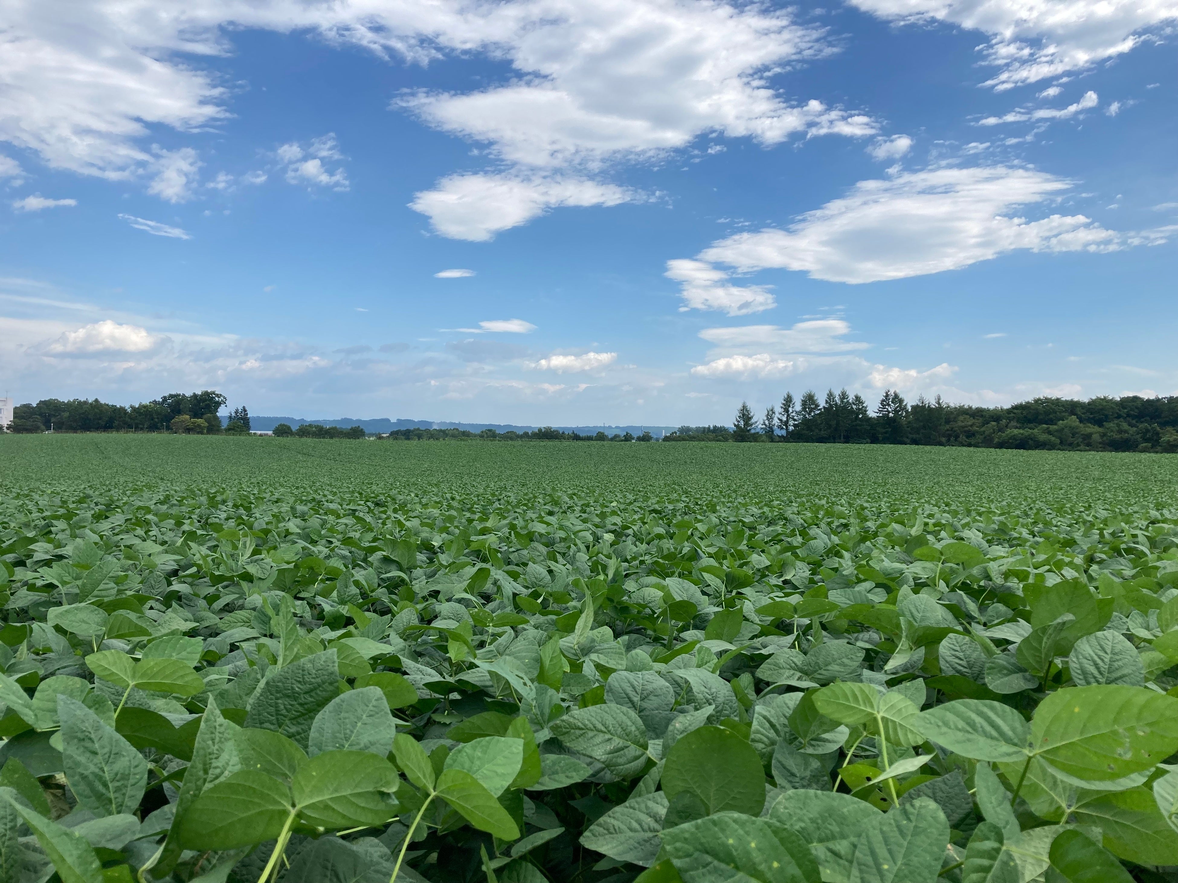 ▲原料の枝豆は北海道のJAめむろ産限定