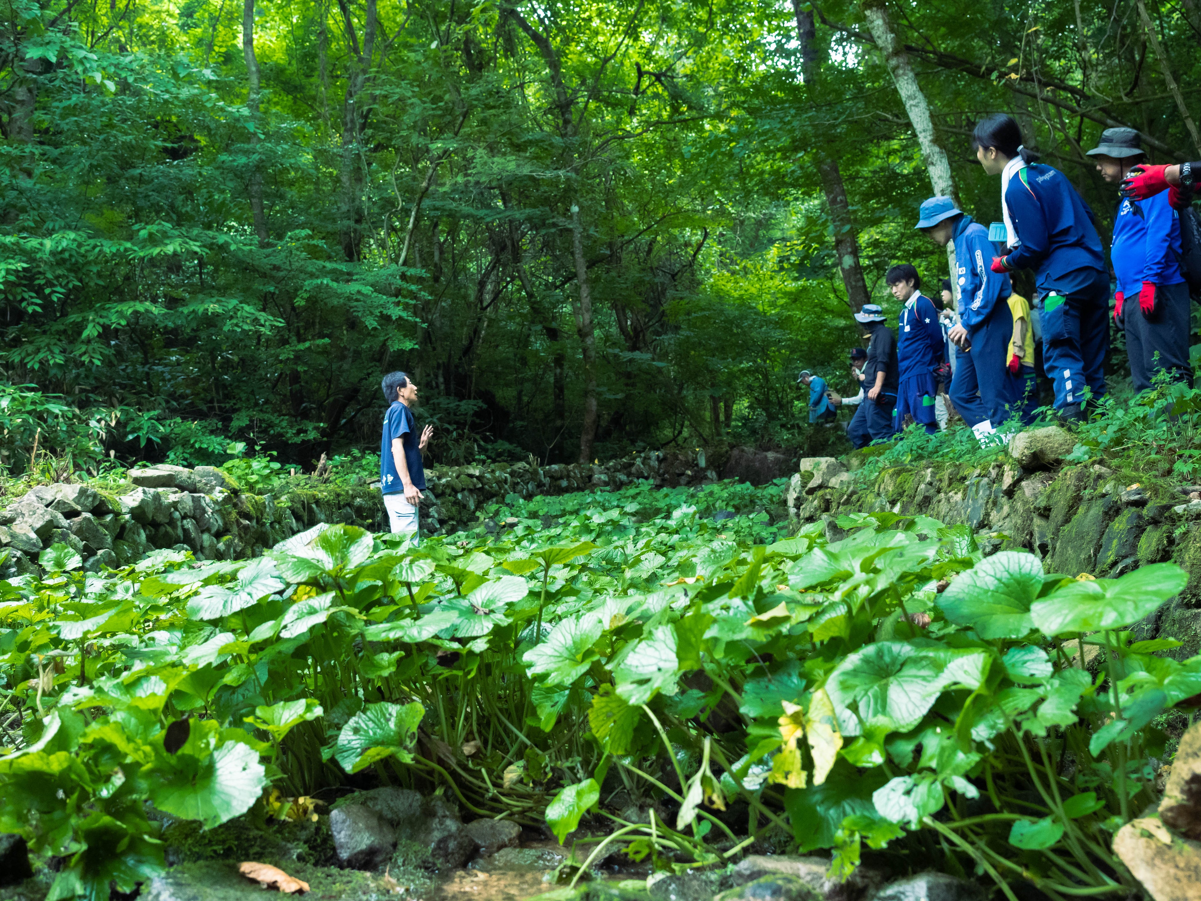 ▲作付け1年後のワサビを見学