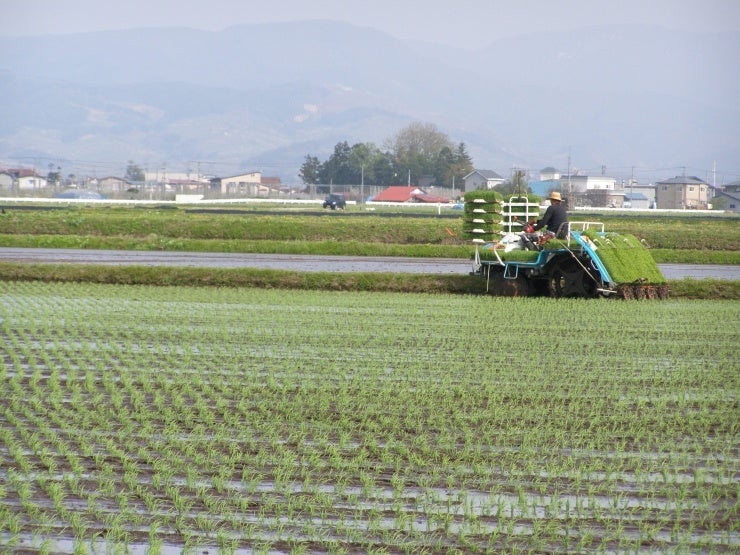 予約登録米の産直産地のひとつ、JA津軽みらい（青森県）『エコ・青森つがるロマン』の田植え風景