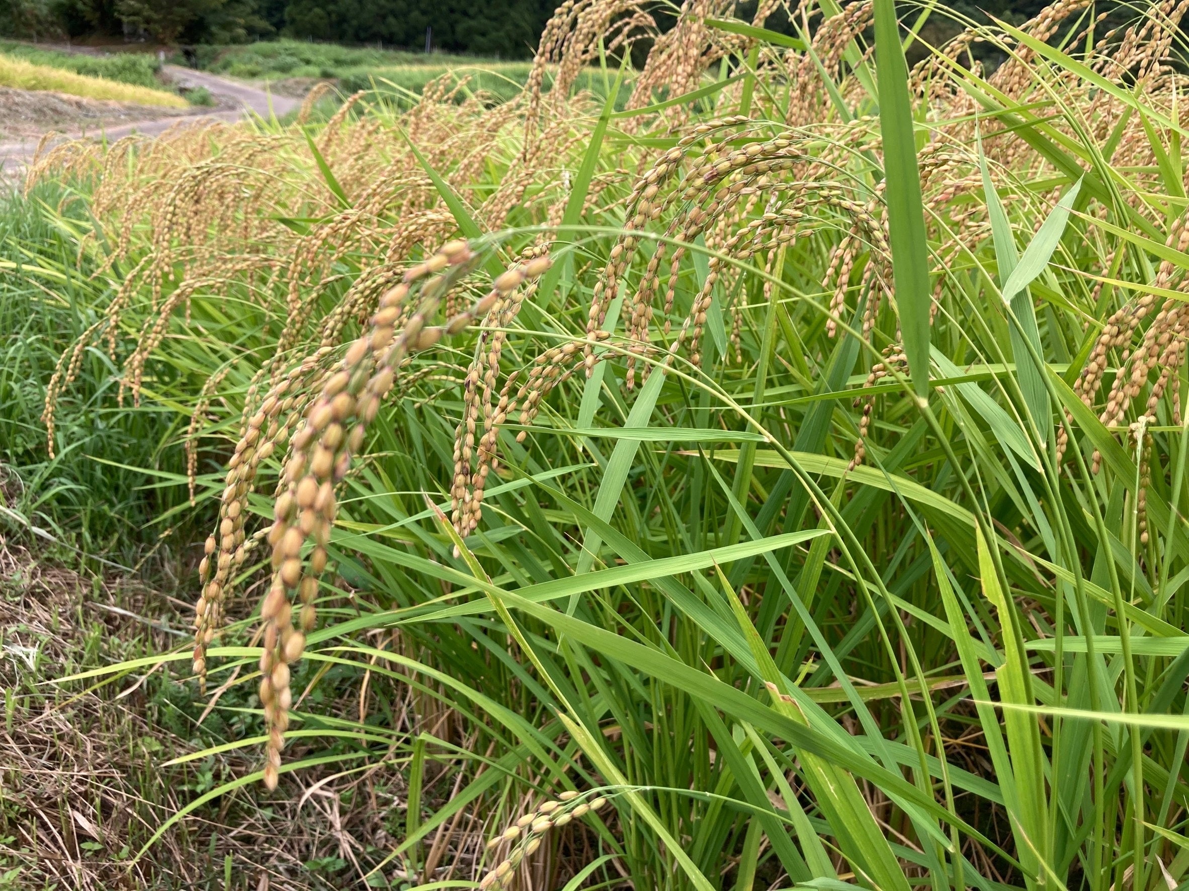 ▲背が高く伸び籾と稲穂が赤く色づく「〆張糯」