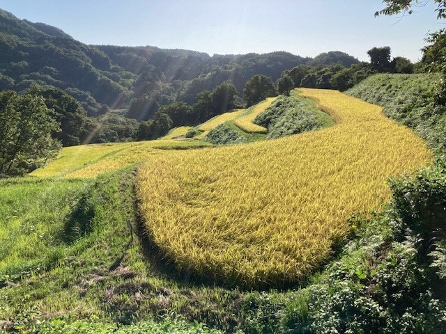 ▲中山間地域で栽培される「幻のもち米」
