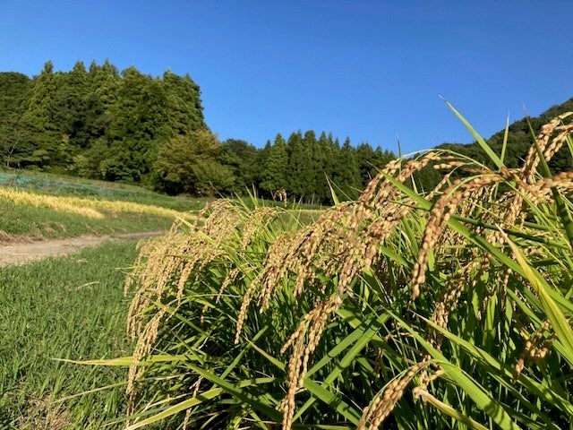 ▲背が高く伸び籾と稲穂が赤く色づく「〆張糯」