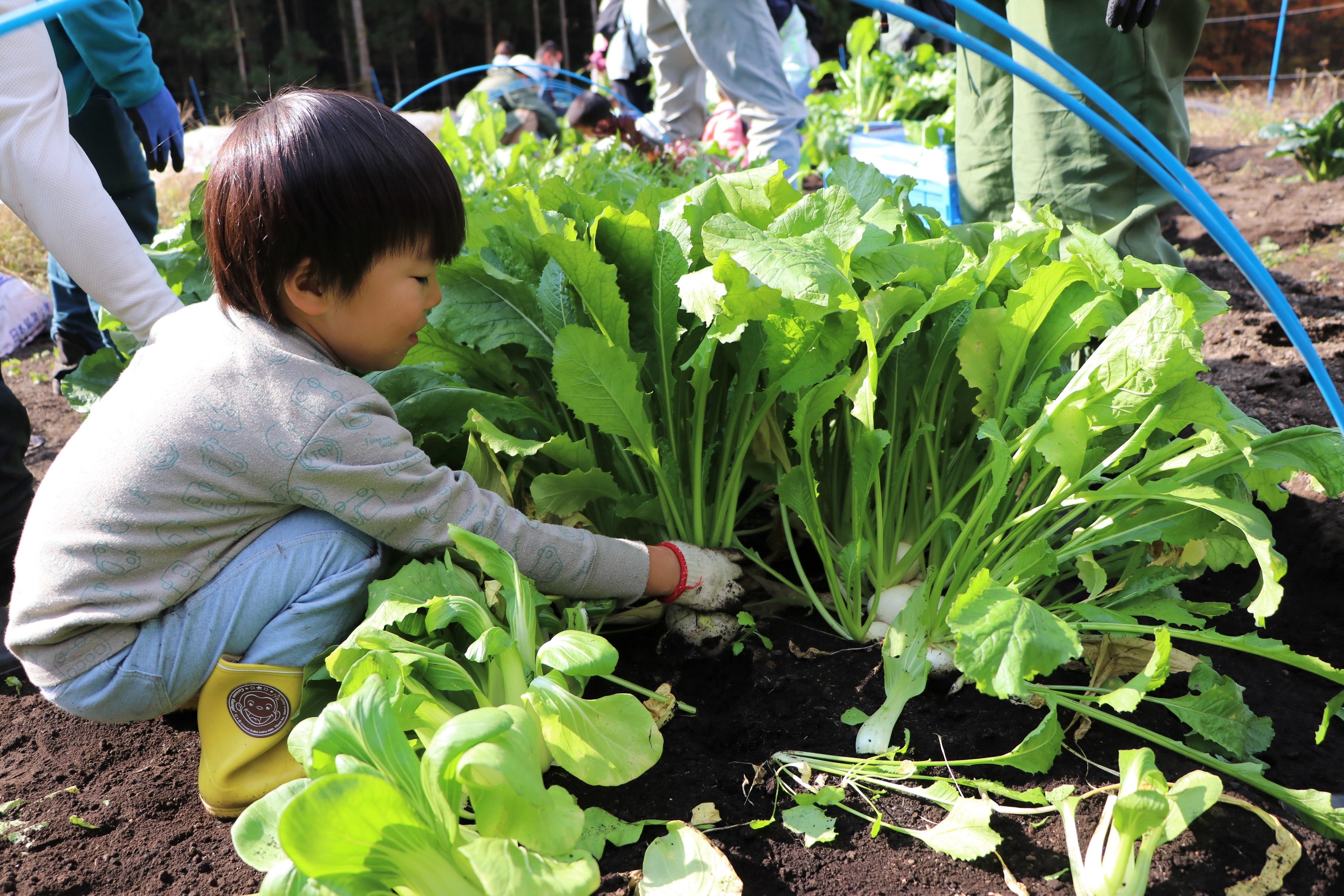 これまでのくらぶち草の会での体験会