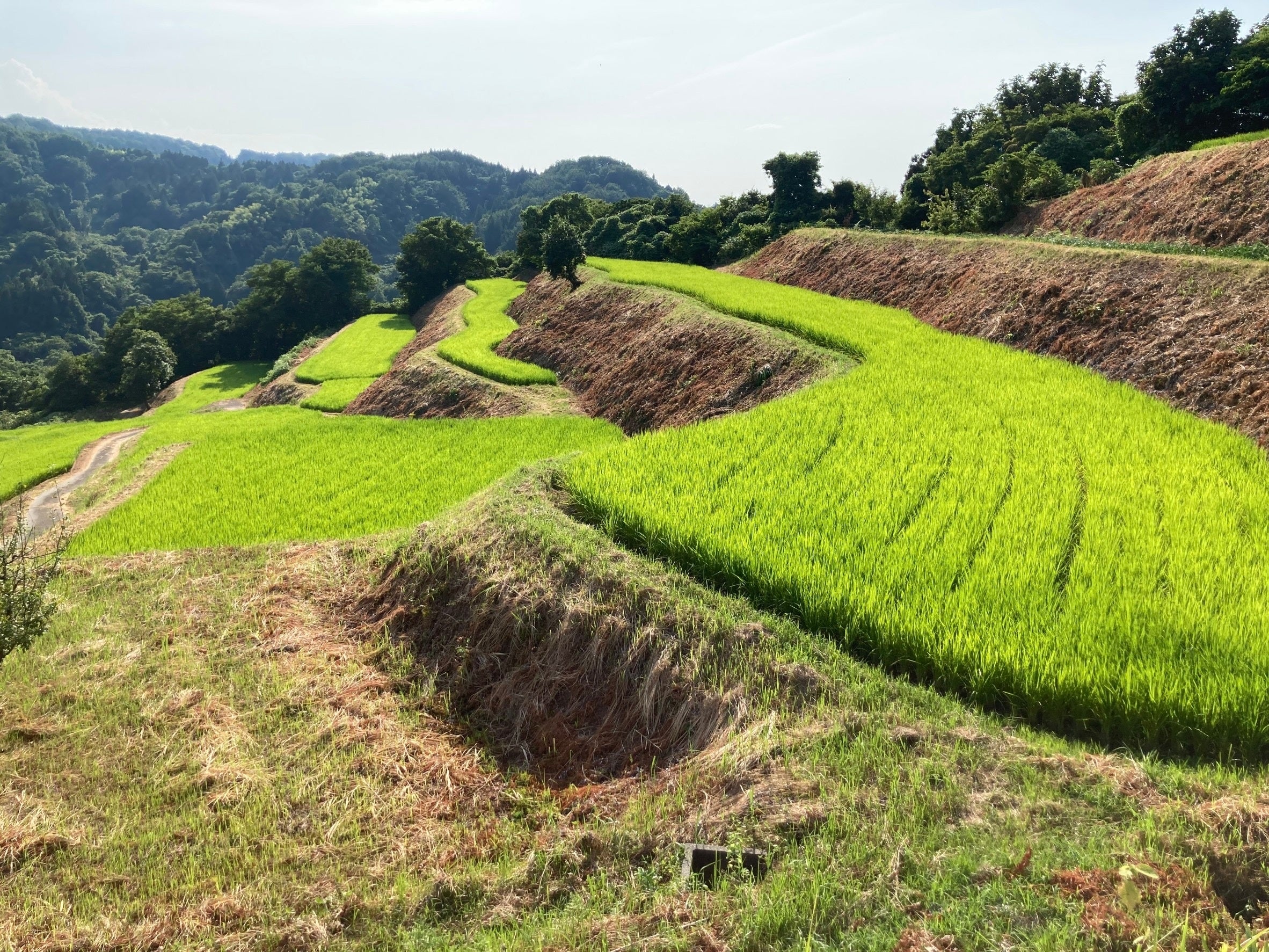 ▲中山間地域で栽培される棚田米