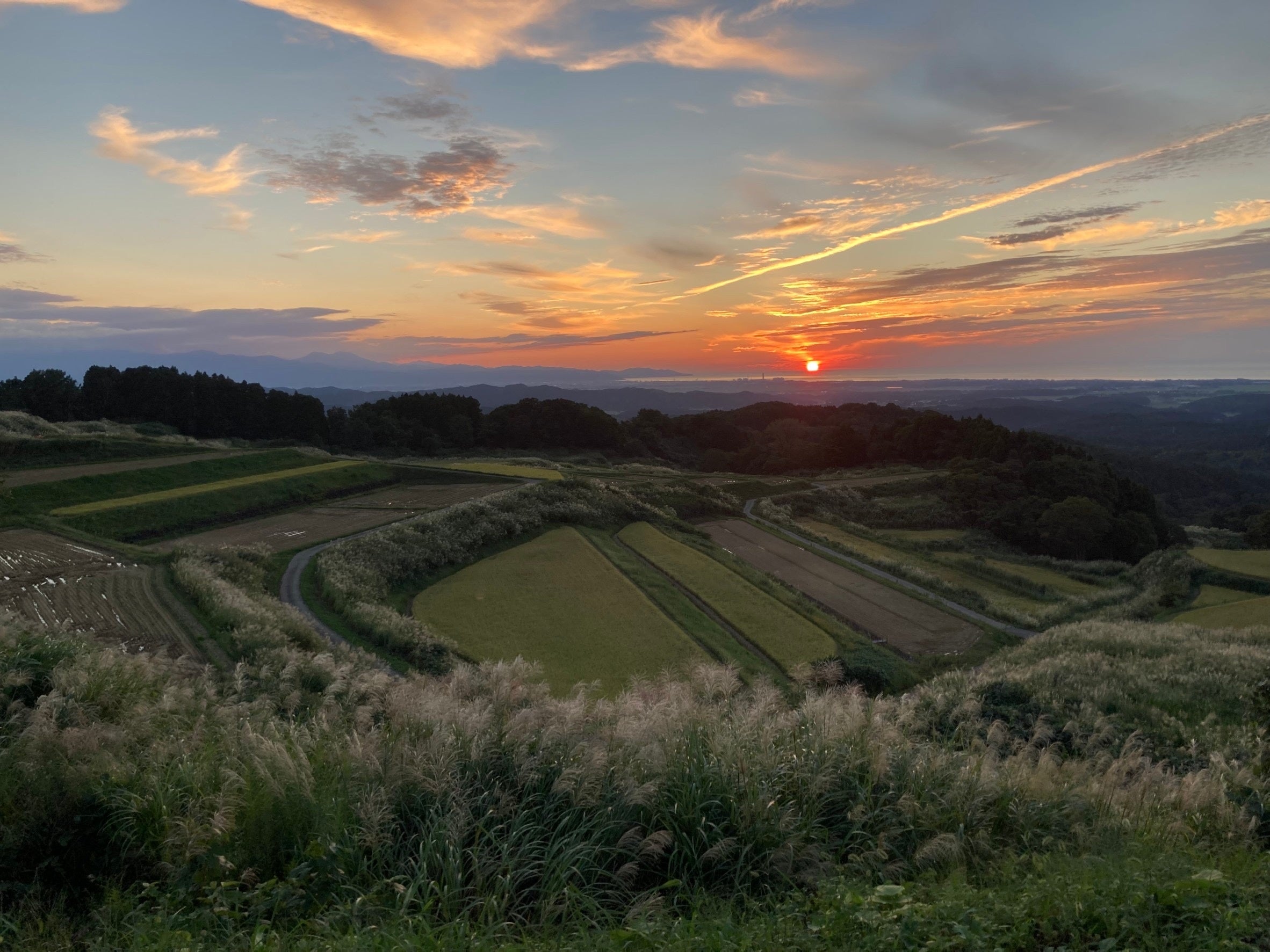 ▲地域の景観保全にもつながる稲作