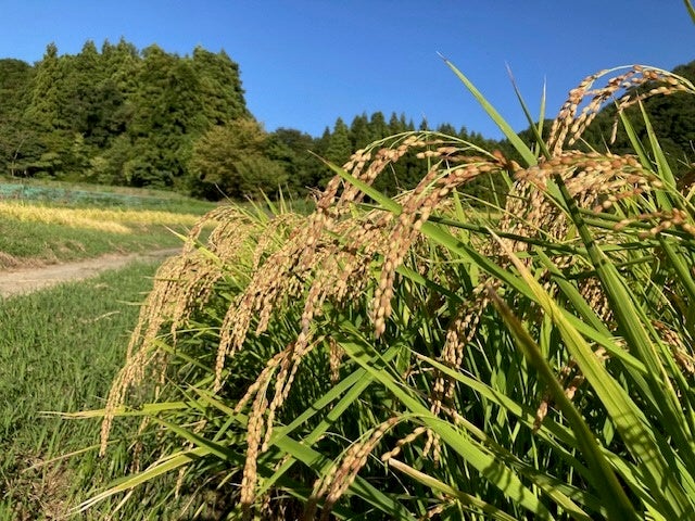 ▲稲穂の赤みが特徴の「越のふく福」
