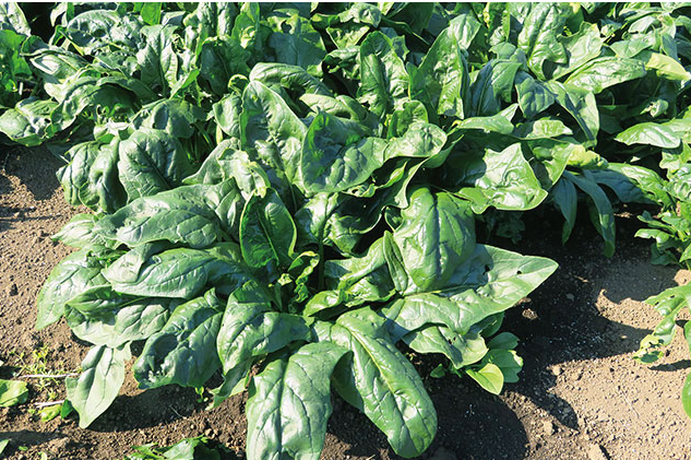 ほうれん草の圃場（宮崎県）