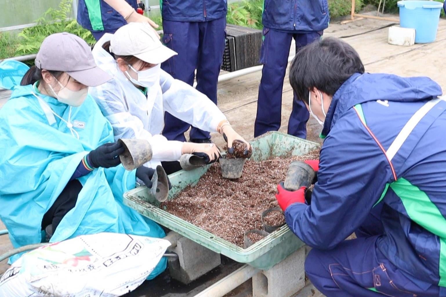 育苗ポットへのトウモロコシ播種