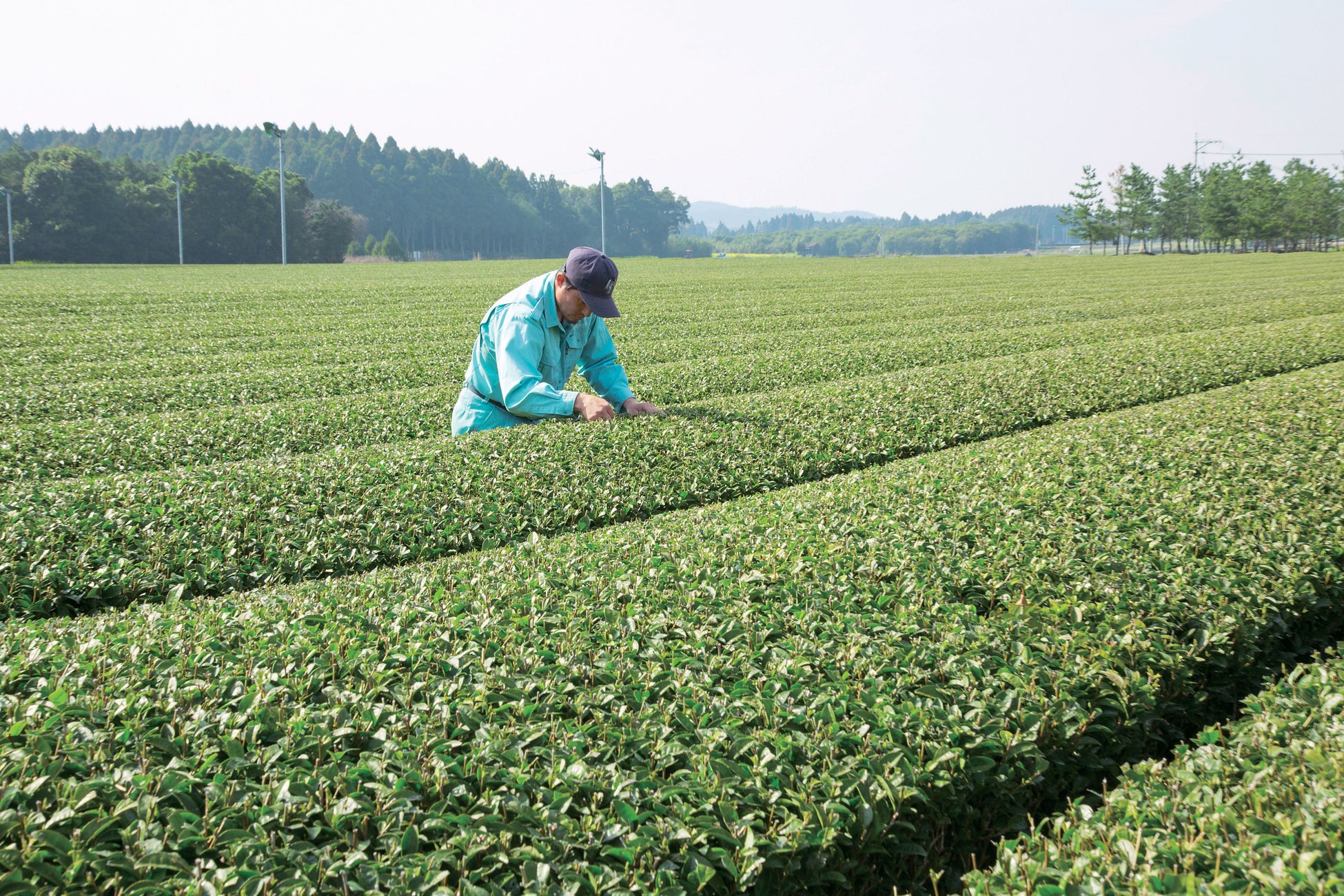 有機栽培の茶畑