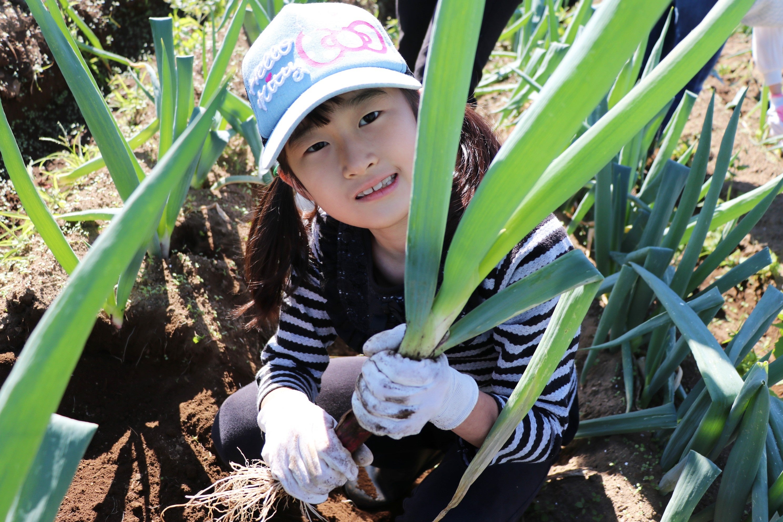 伊勢崎市と高崎市で農業体験会　ねぎ・さつまいも・にんじんなど収穫　11月8日（土）15日（土）〔群馬〕