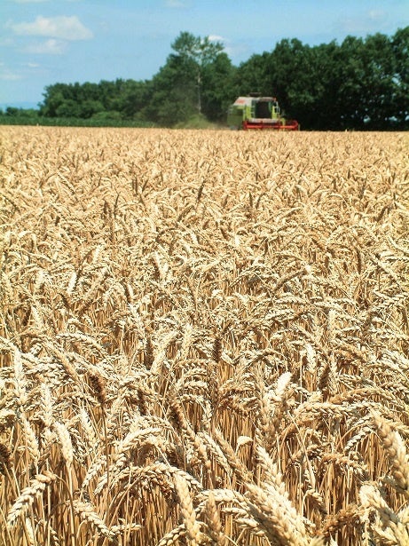 北海道JAおとふけの産直小麦「きたほなみ」
