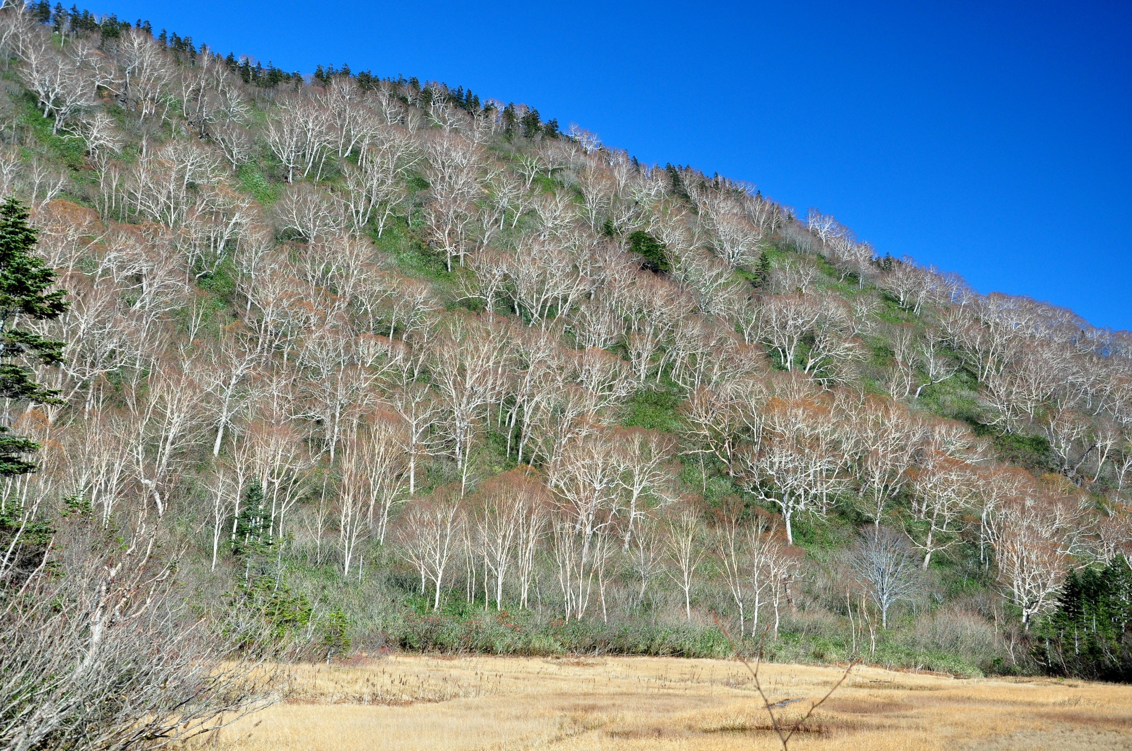 ※イメージ（例年10月中旬以降）